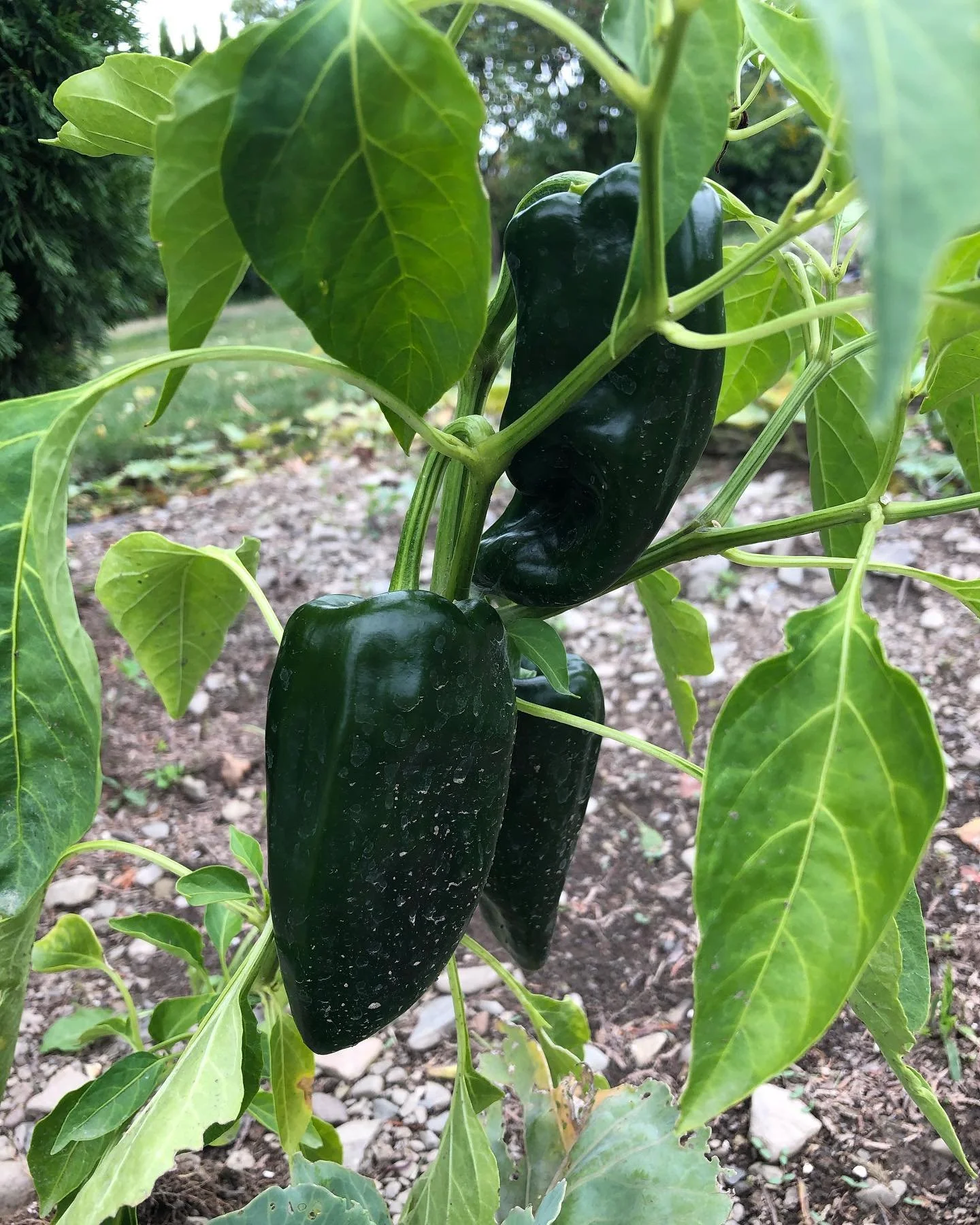 Close-up of a pepper plant with two large, dark green, bell peppers hanging from the branches, surrounded by green leaves, in a garden.
