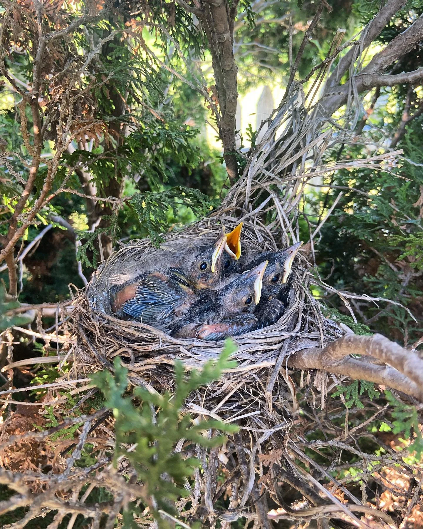 A bird's nest with three baby birds with open mouths and beaks wide open, surrounded by green foliage.