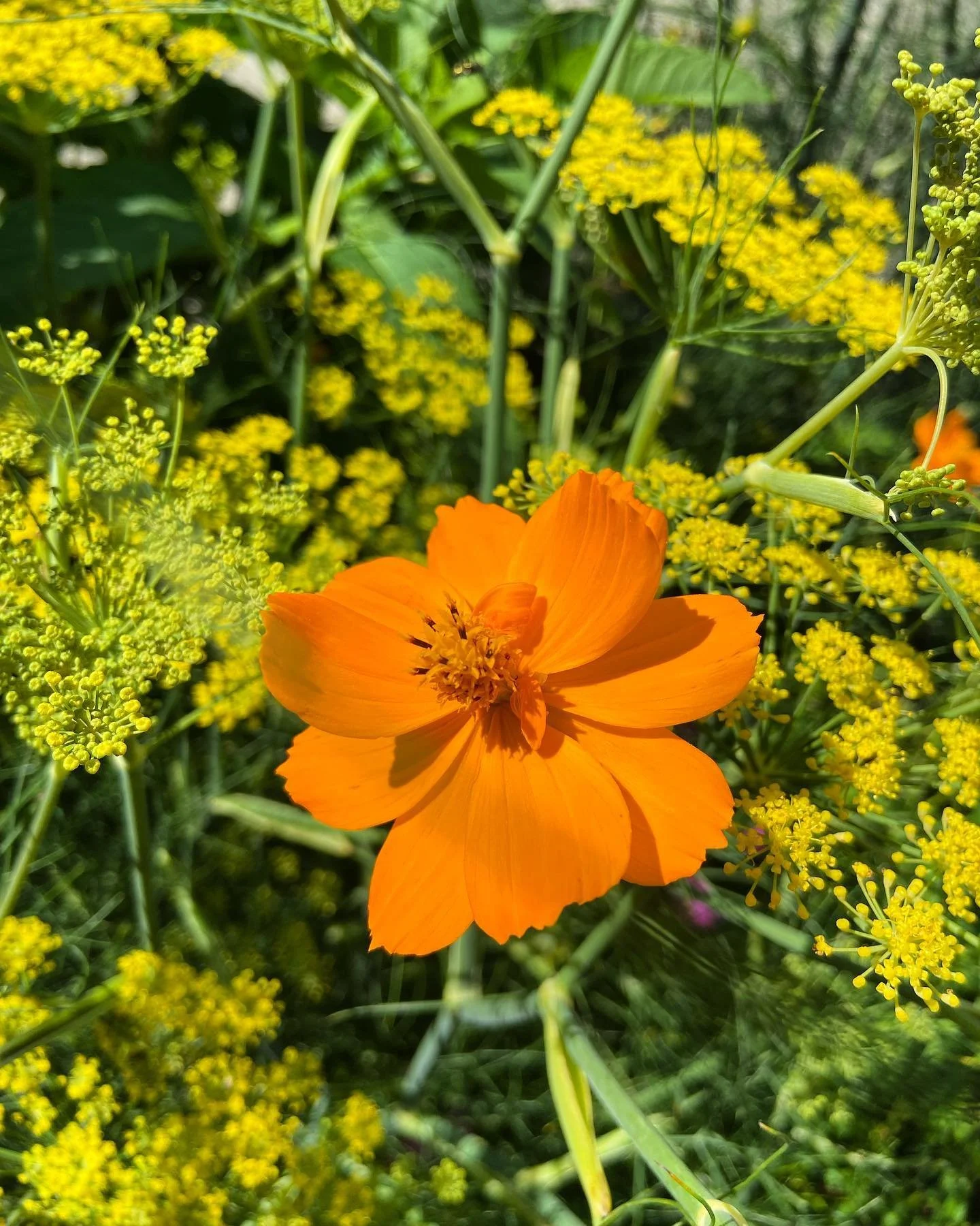 Bright orange flower with multiple petals surrounded by small yellow flowers and green foliage.