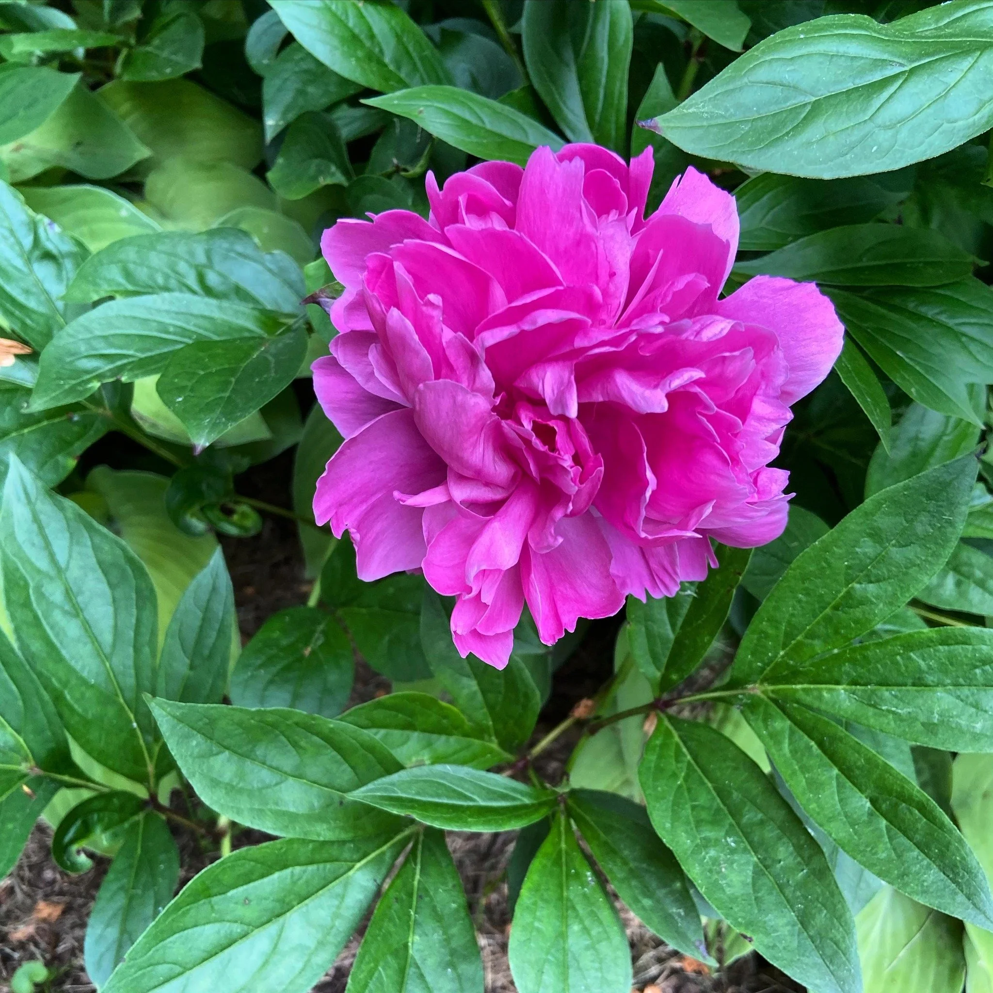 A vibrant pink peony flower in full bloom surrounded by green leaves in a garden.