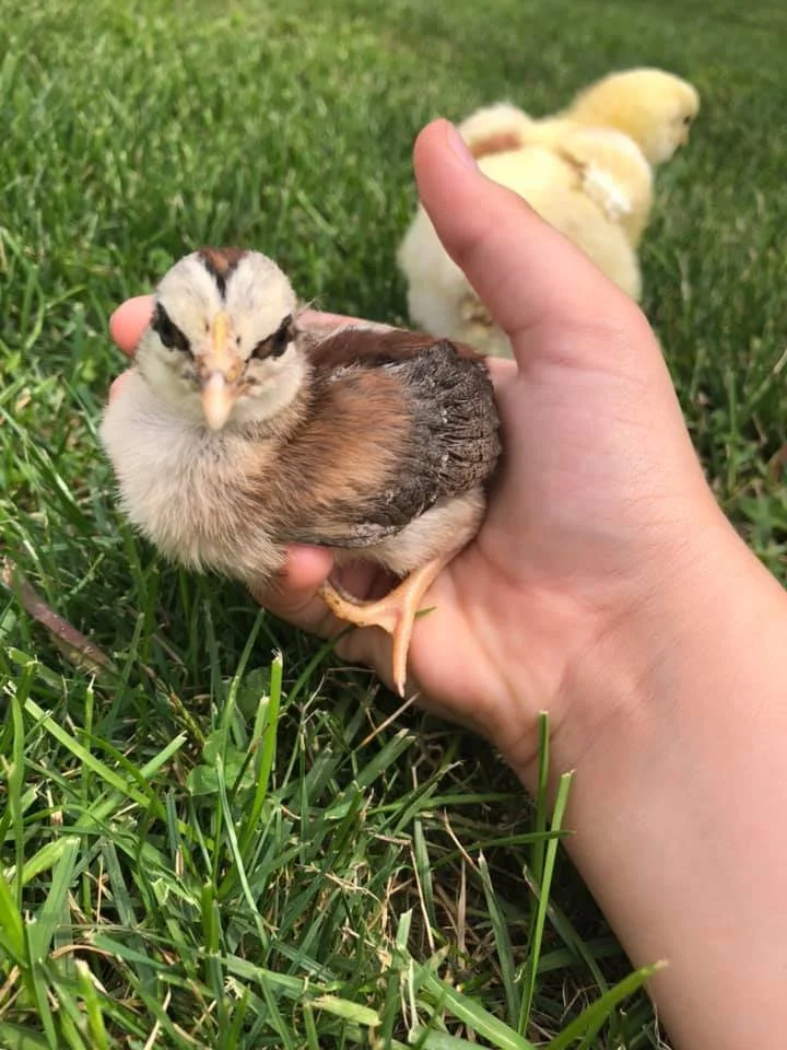 A person's hand holding a small chick with brown and white down feathers, on green grass. In the background, there is a fluffy yellow chick.
