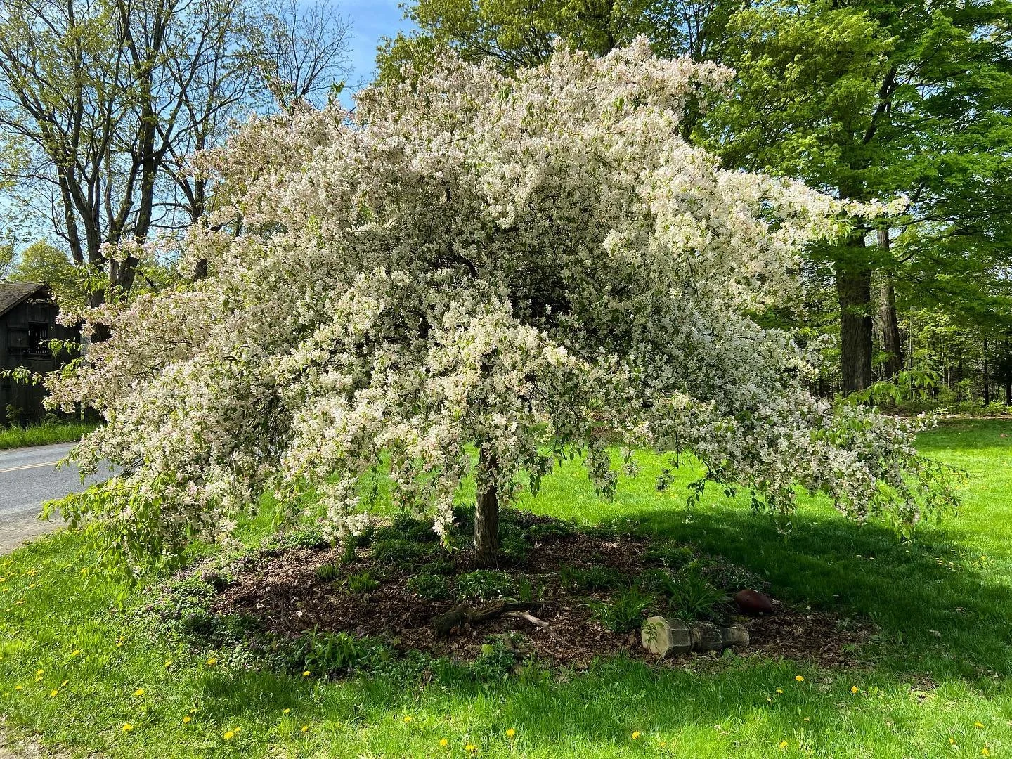 A flowering tree with white blossoms in a grassy yard next to a street, with green trees and a blue sky in the background.