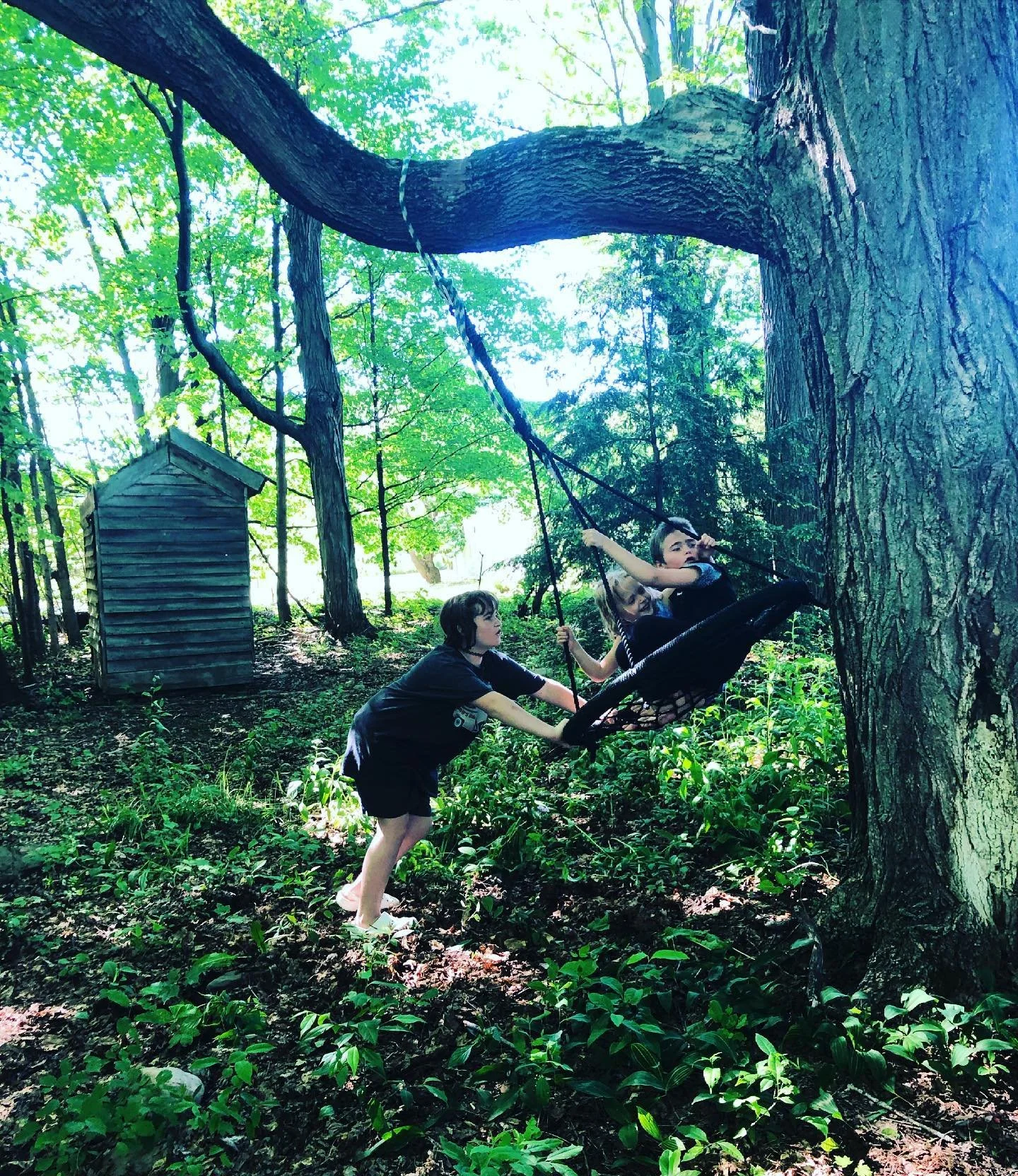 Three children playing on a tire swing attached to a large tree in a green forest. One child pushes another on the swing while the third watches.