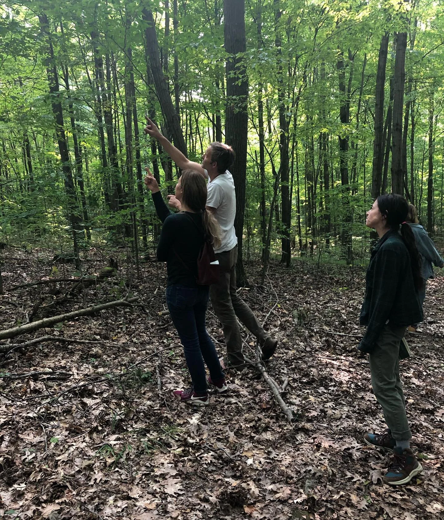Group of five people in a forest, all looking and pointing at something in the trees.