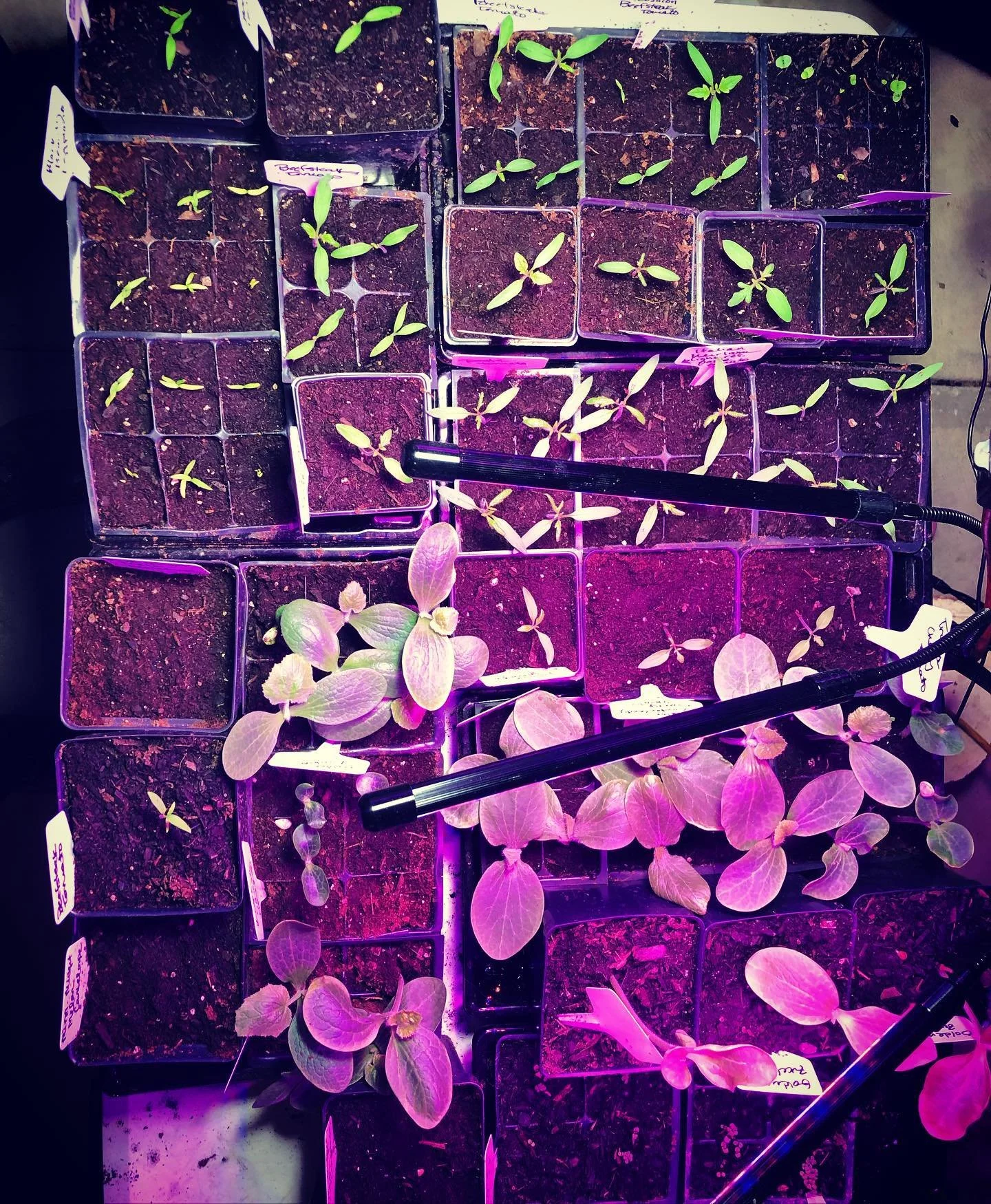 Plants growing in small black containers under grow lights with purple hue, labeled with handwritten tags.
