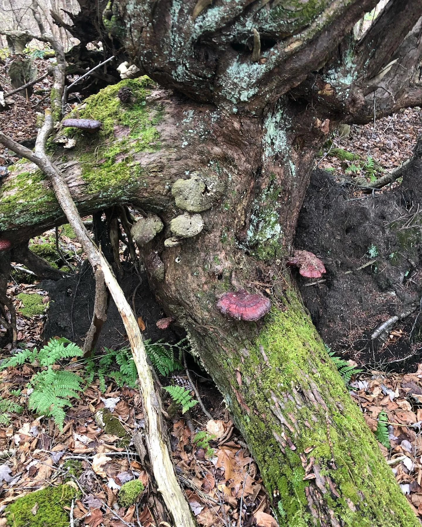 Close-up of a fallen wooded tree with moss, fungi, and small plants growing on and around it, surrounded by forest leaf litter and ferns.
