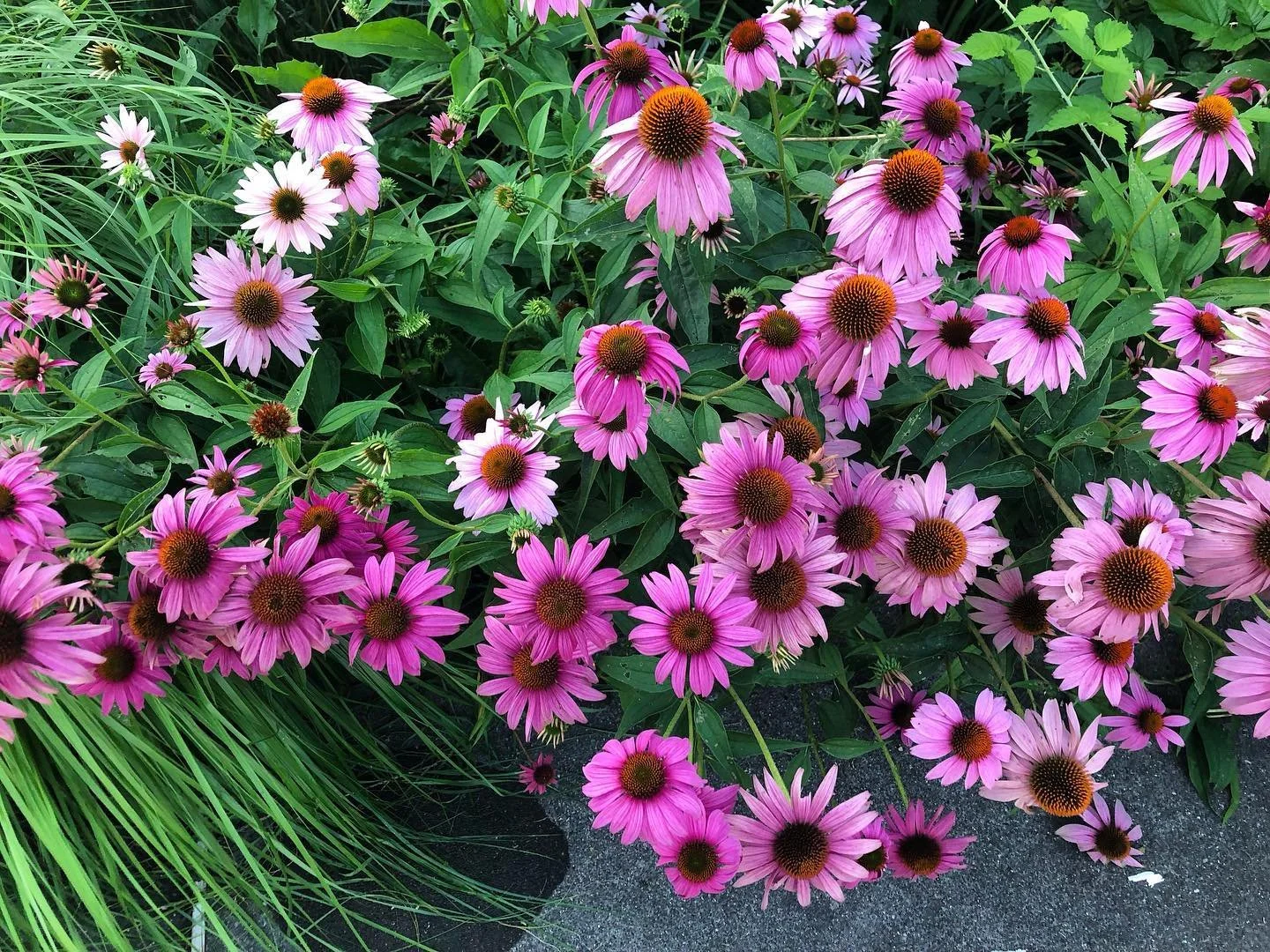 A dense group of pink coneflowers (Echinacea) with orange-purple centers and green foliage, growing alongside ornamental grass, on a garden bed.