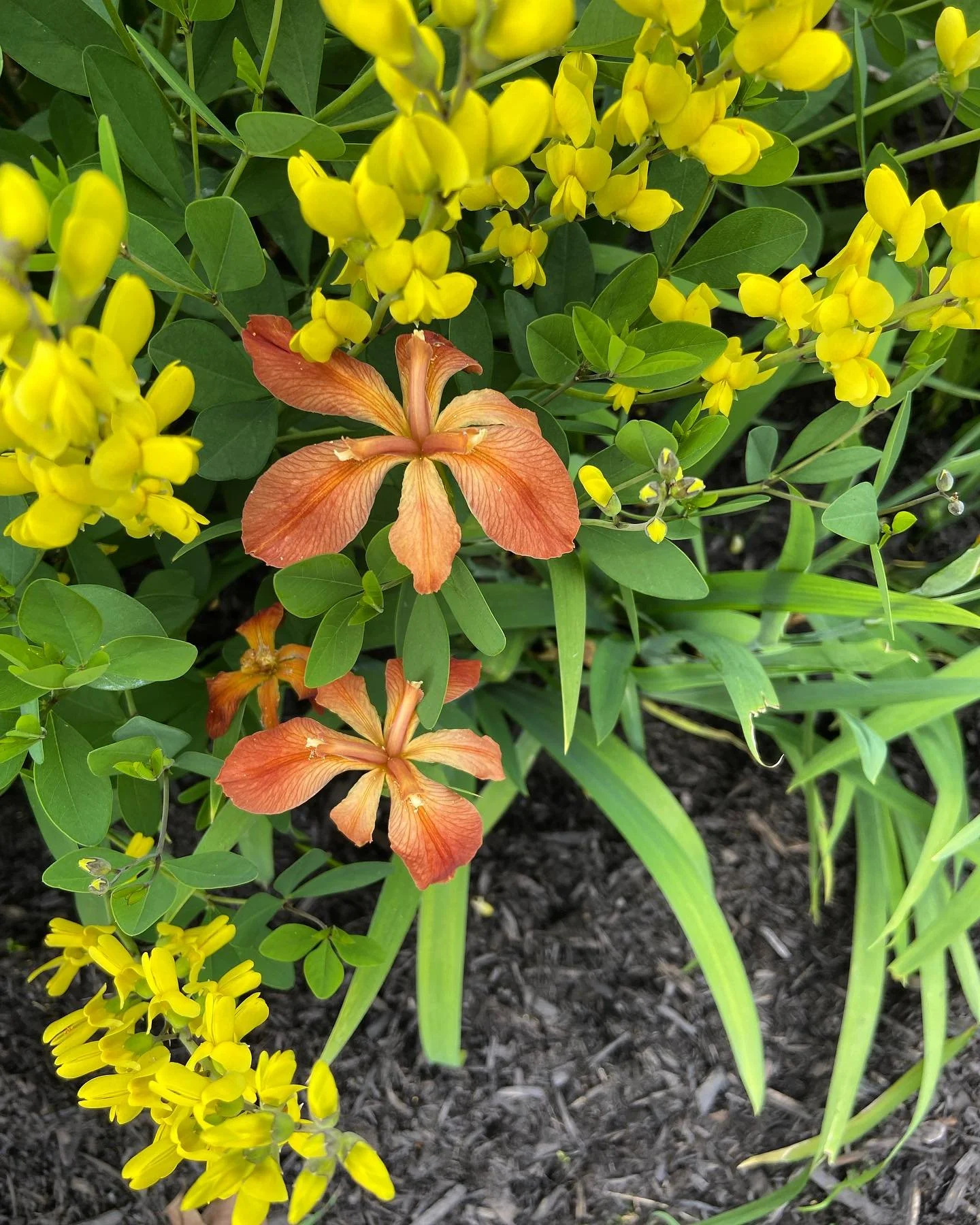 Orange and yellow flowers with green leaves in a garden.