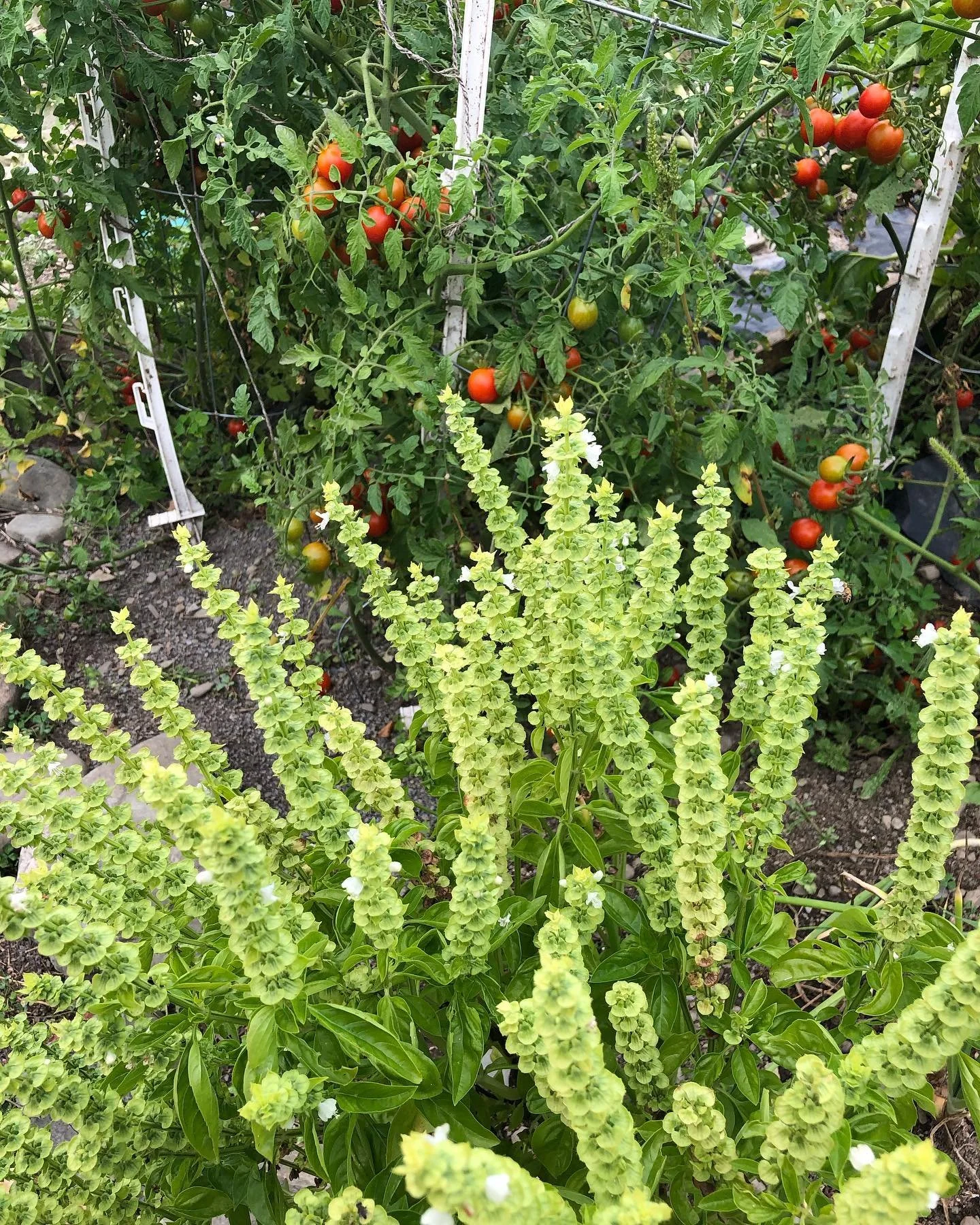 Tomato plants with green and ripening red tomatoes, supported by trellises, and a cluster of yellowish-green flowering plants in the foreground.