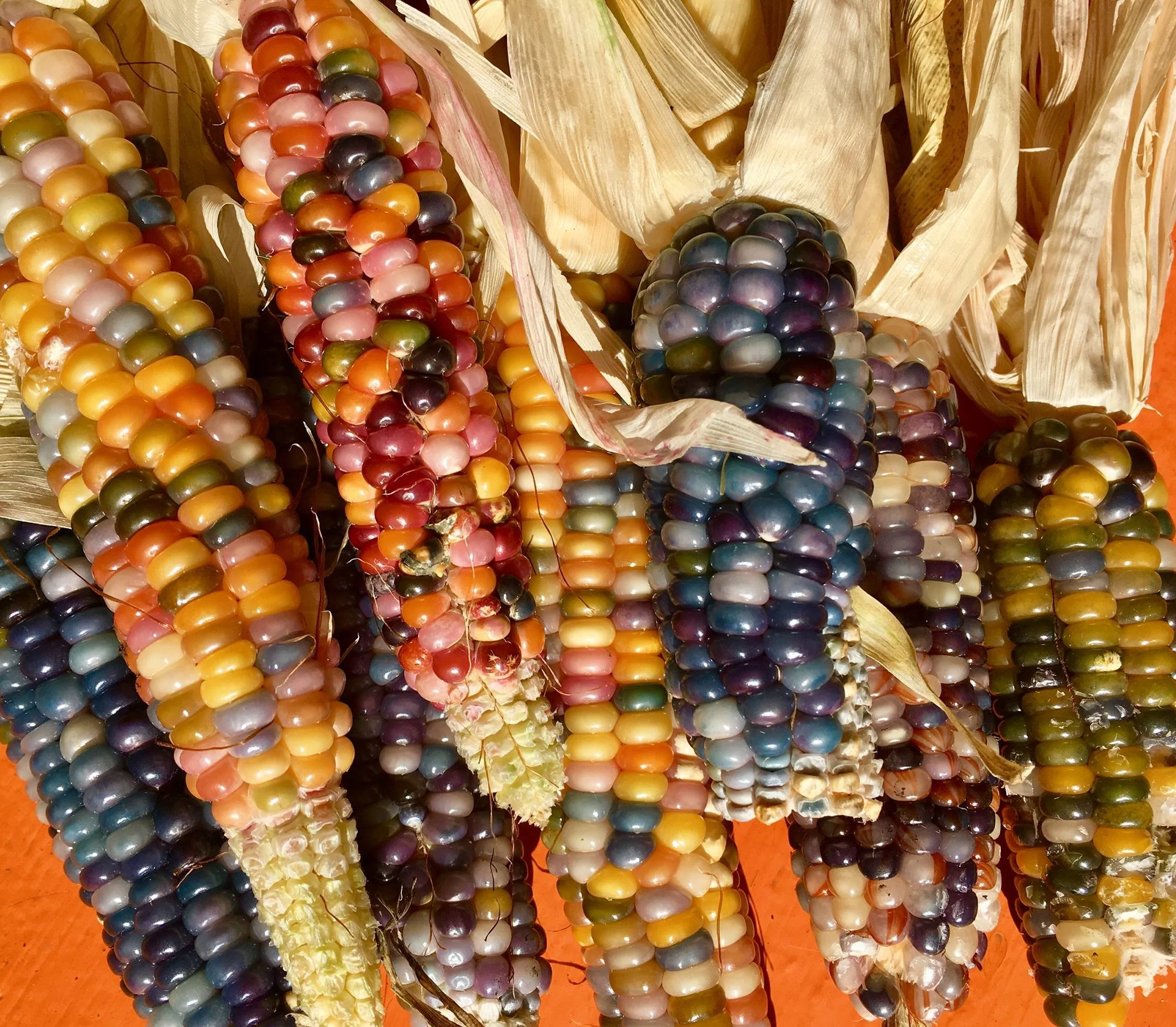 Colorful dried Indian corn with multicolored kernels still attached to dried husks.