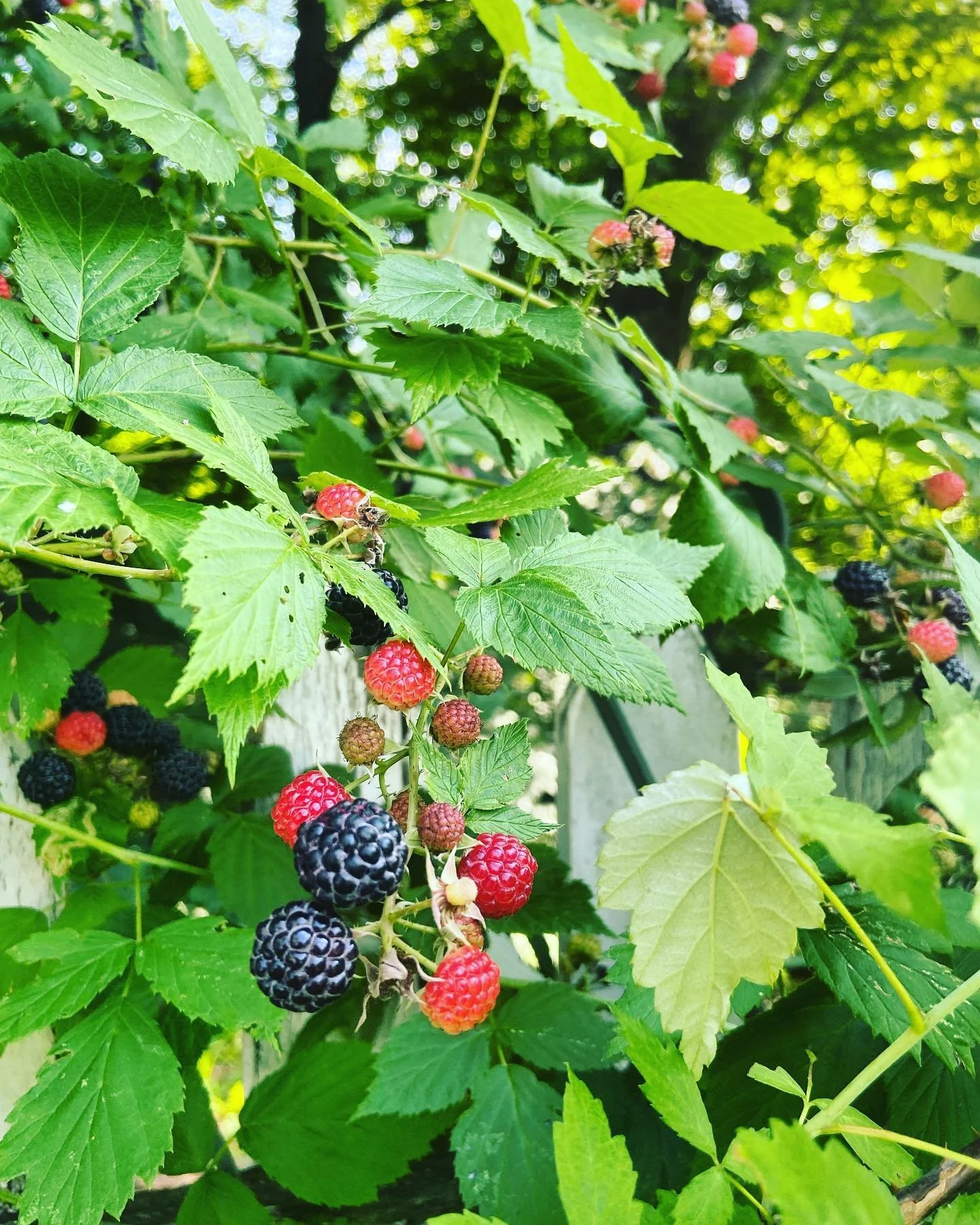 Ripe and unripe blackberries on a bush with green leaves in sunlight.