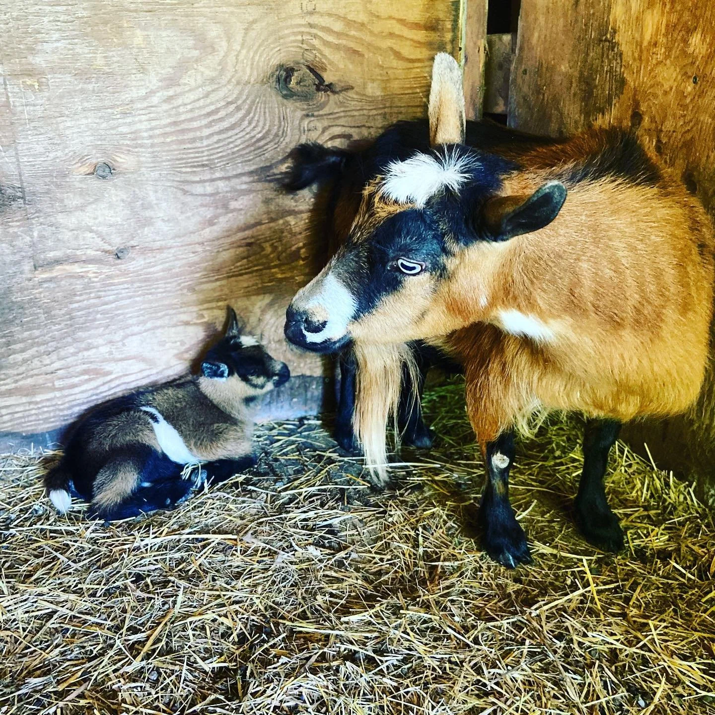 A baby goat and a larger adult goat in a barn with hay on the floor and wooden walls.