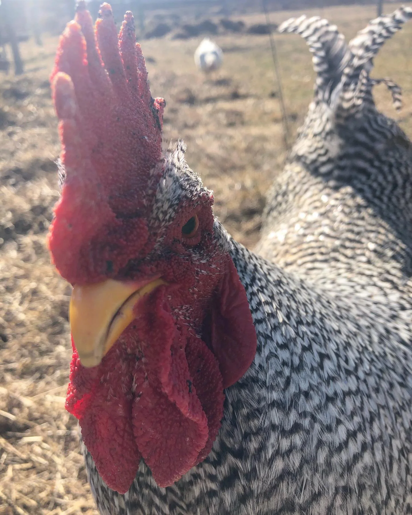 Close-up of a rooster with a red comb and yellow beak, standing outdoors on dry grass with a blurred background.