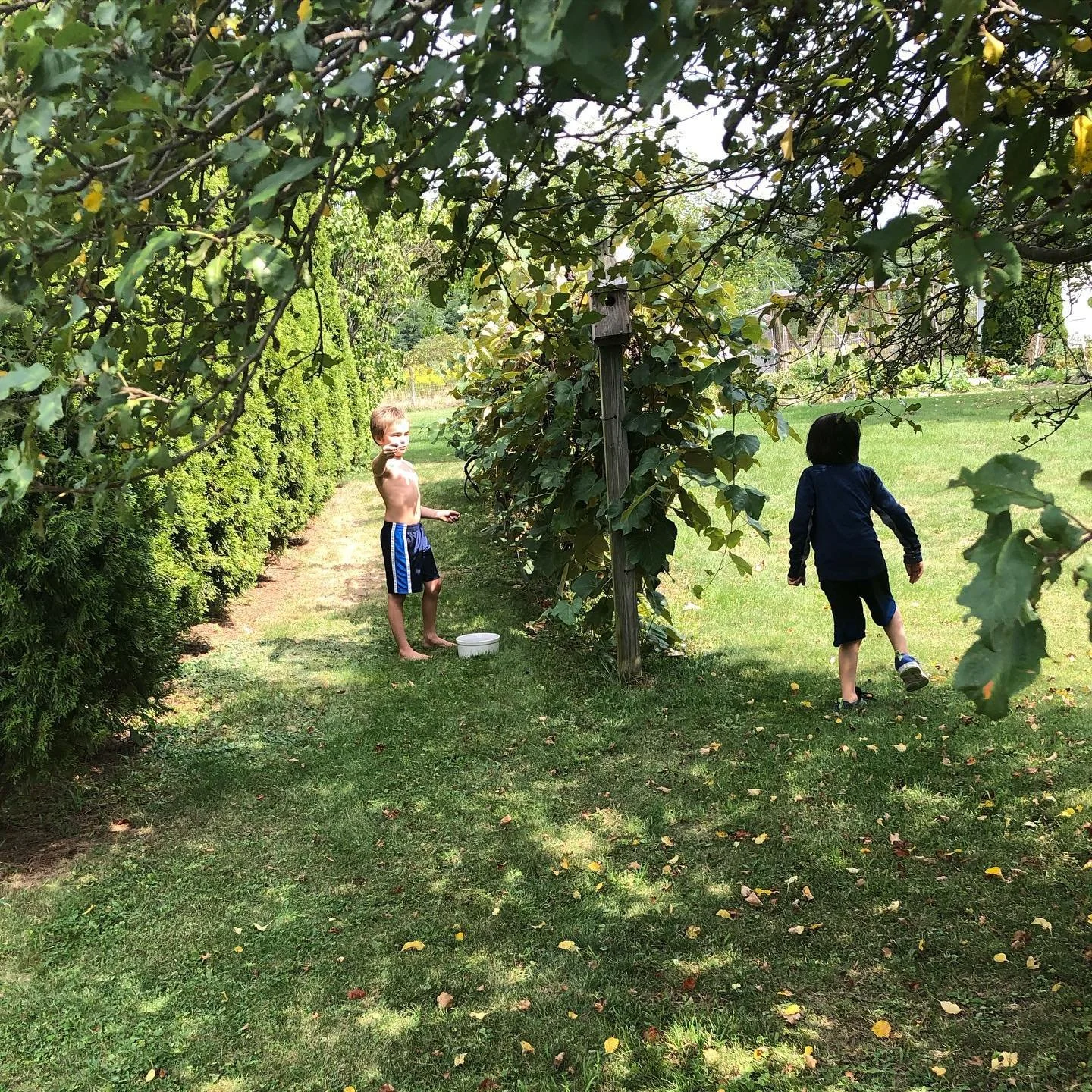 Two children playing in a backyard, one is shirtless and pointing, the other is running away, with tall trees and a grassy yard in the background.