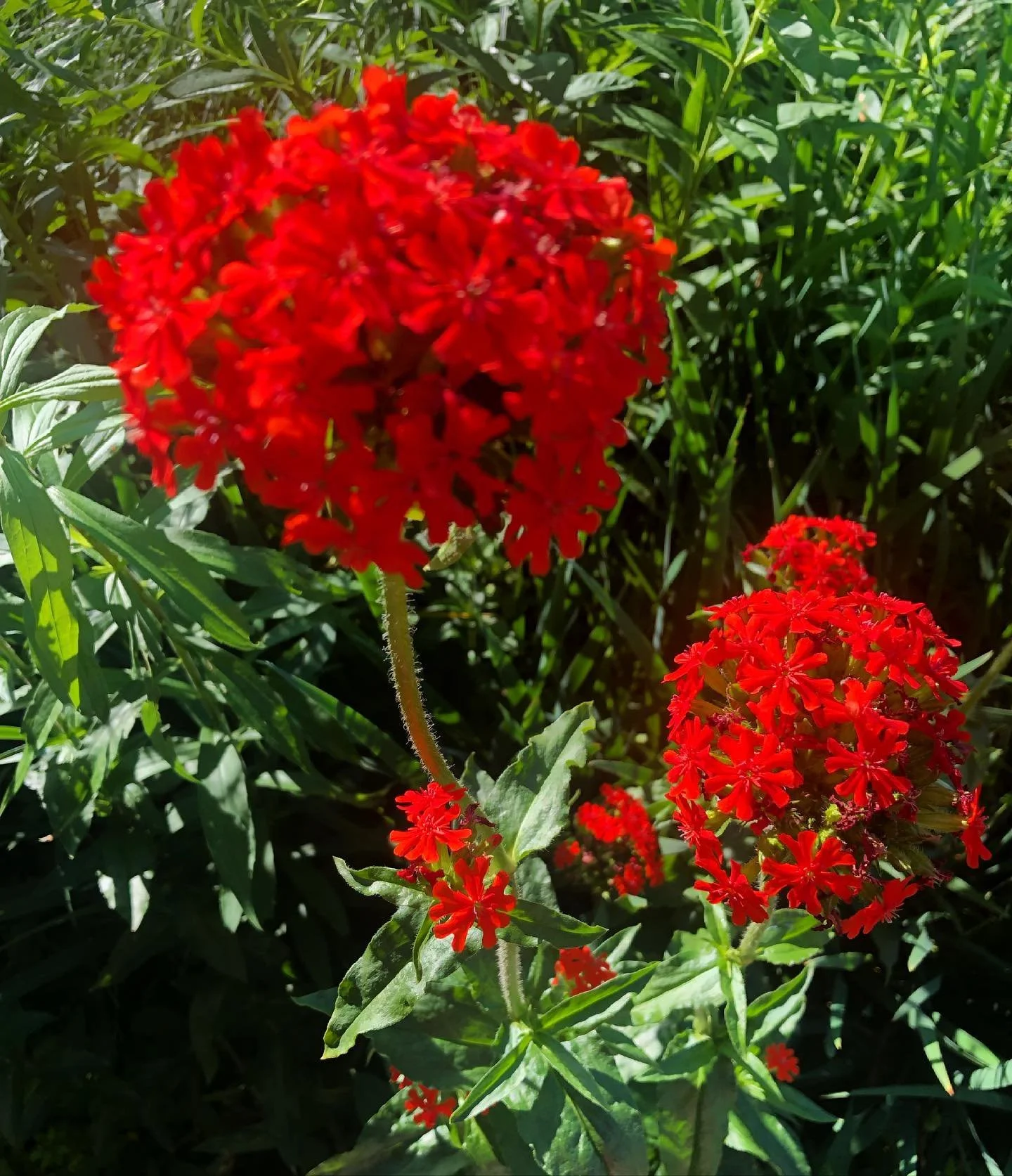 Two clusters of bright red flowers growing among green leaves and grass.