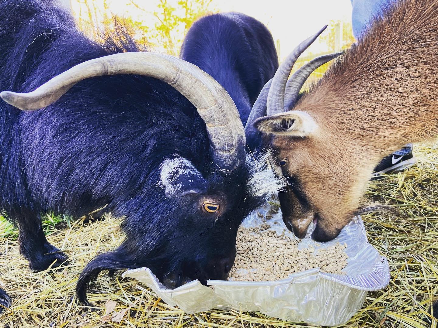 Two goats, one black with curved horns and one brown with straight horns, eat from a plastic bag of animal pellets on a bed of hay outdoors.