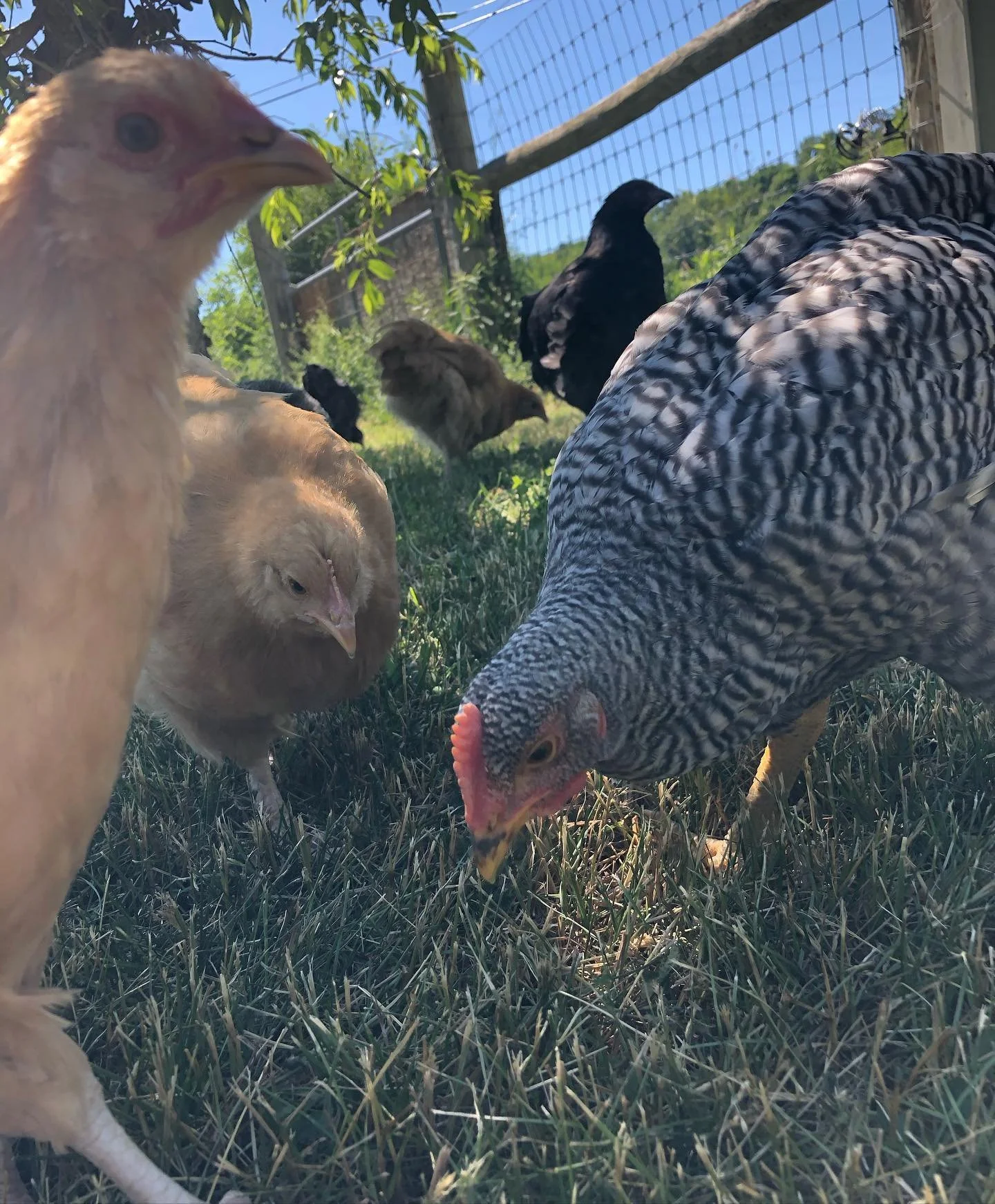 Several chickens and turkeys roaming outdoors on grass, enclosed by a wire fence, with trees and a blue sky in the background.