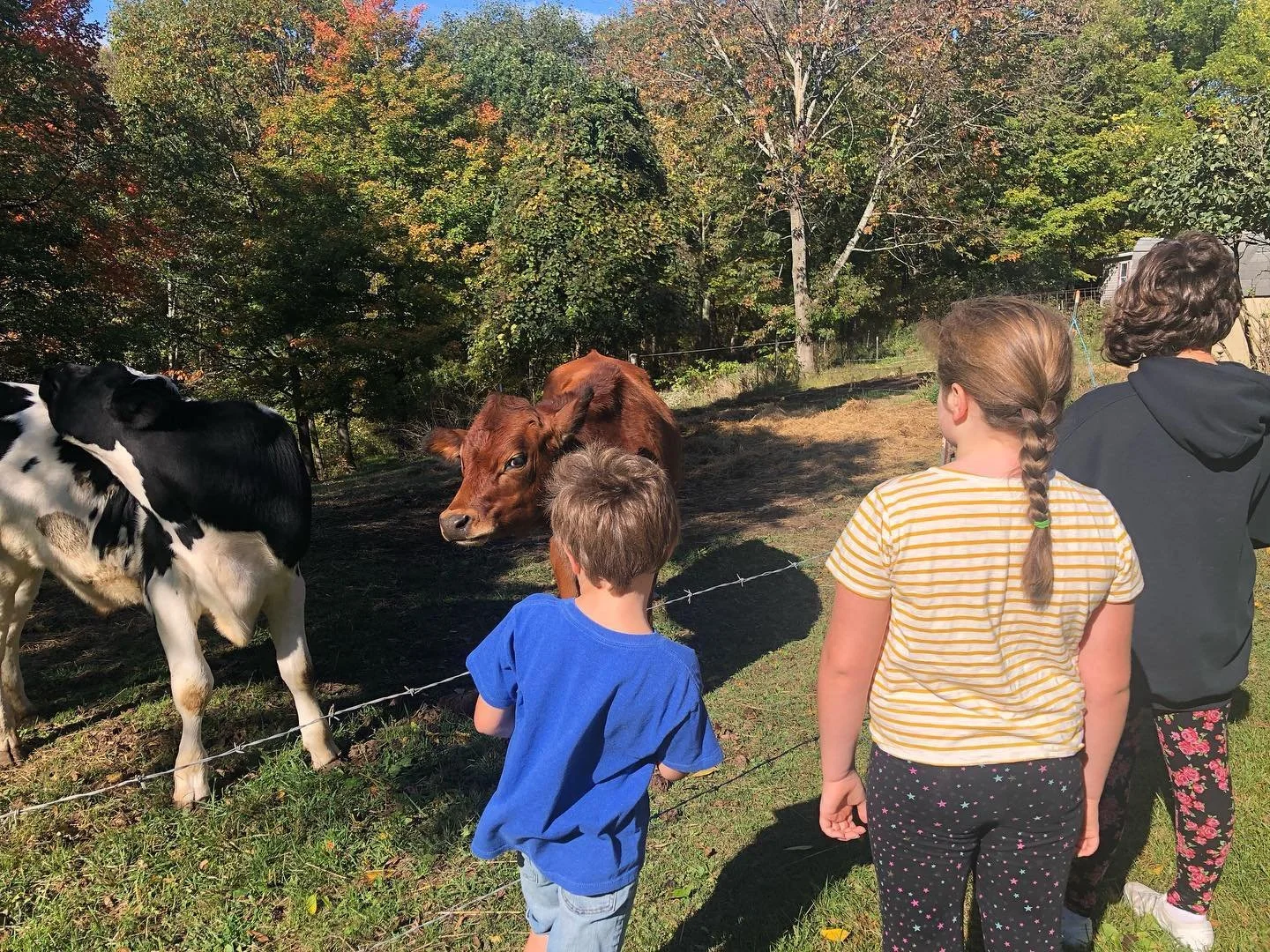 Three children stand behind a barbed wire fence, watching cows in a grassy field with trees and autumn-colored foliage in the background.