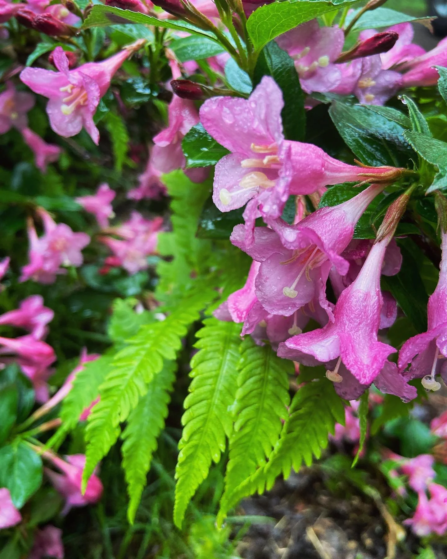 Close-up of pink fern flowers with dew drops and green fern leaves.