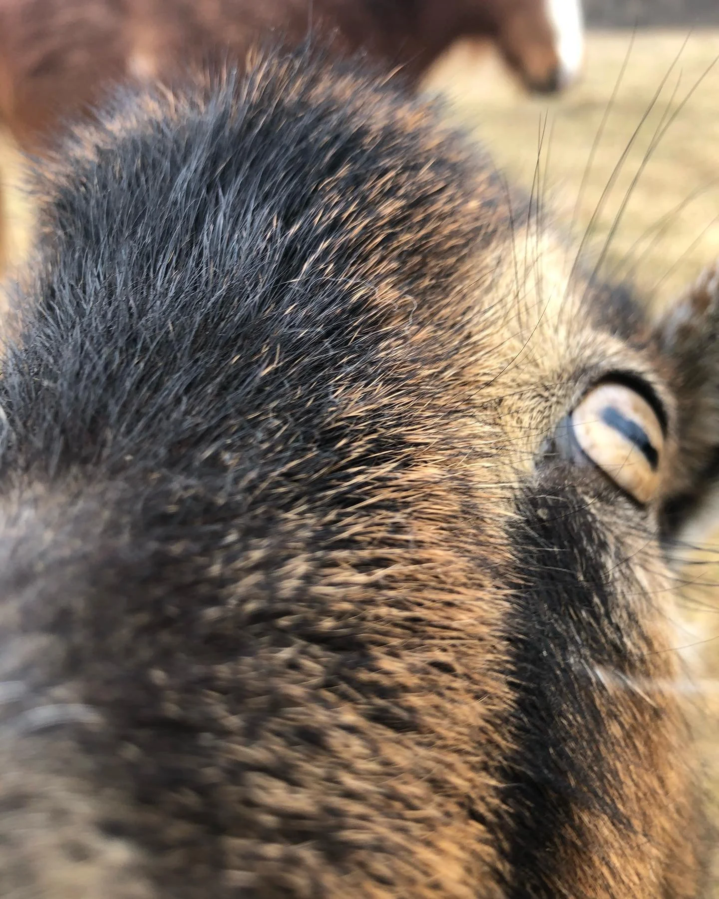 Close-up of a dog's face, focusing on the fur, eye, and nose.