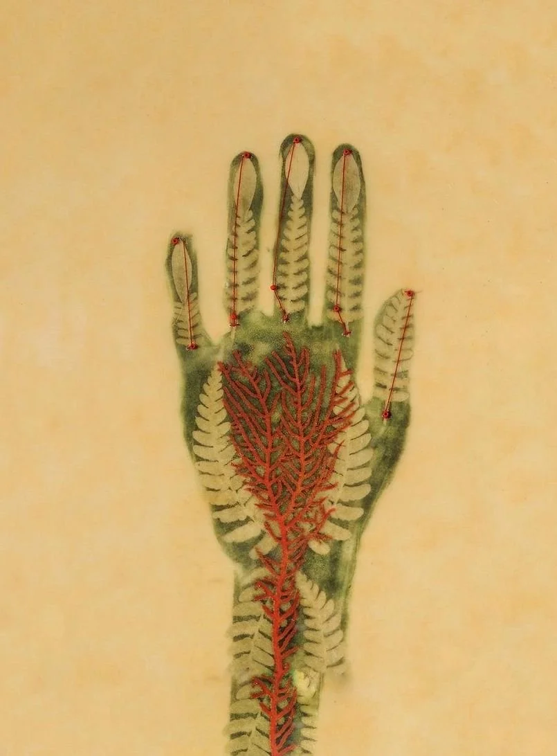 An anatomical illustration of a human hand showing the nervous and vascular systems in green and red, respectively.