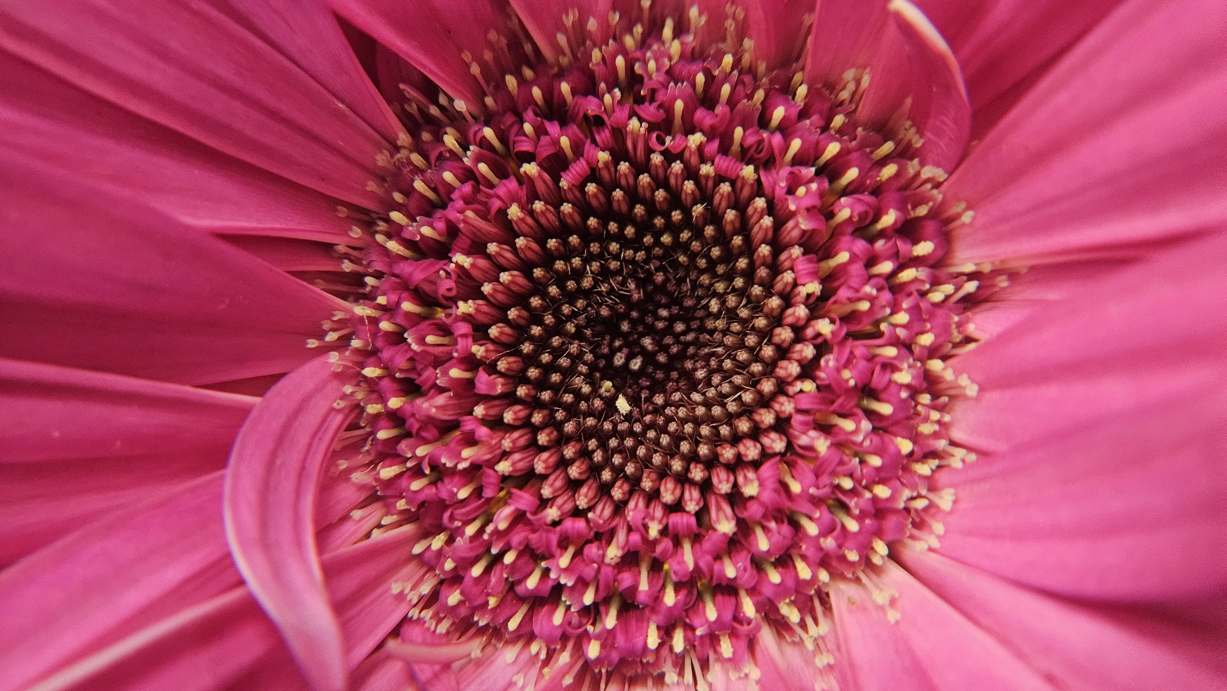 Pink Gerbera daisy macro