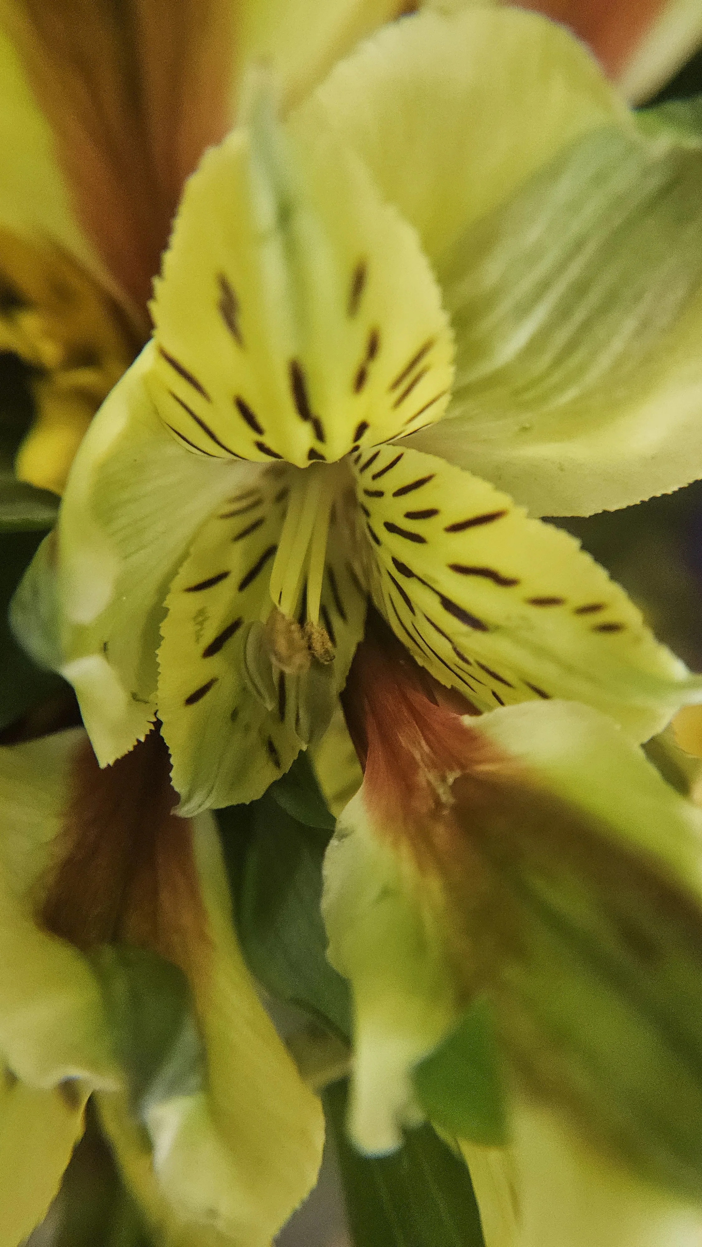 Yellow Peruvian lily macro