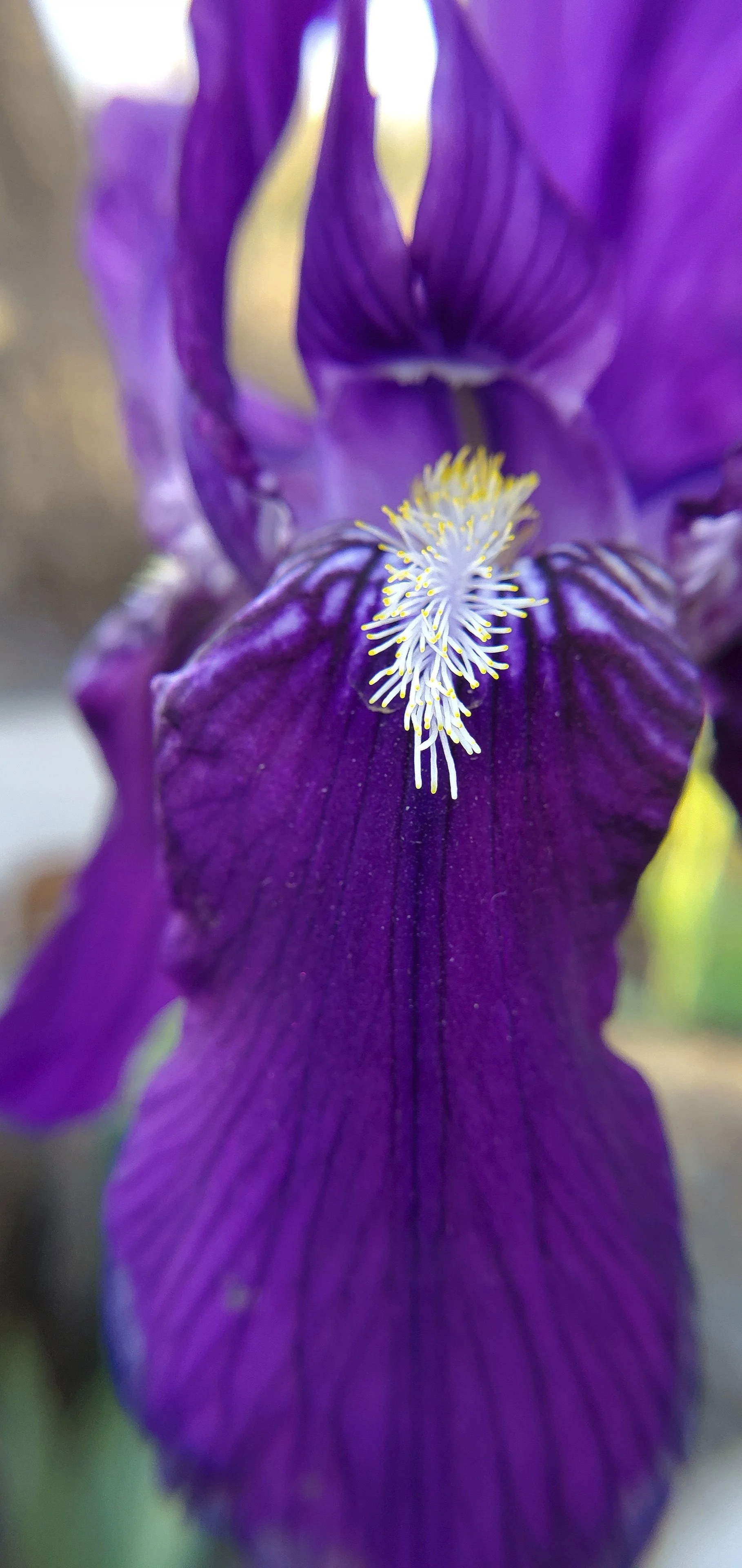 Purple Iris macro 2