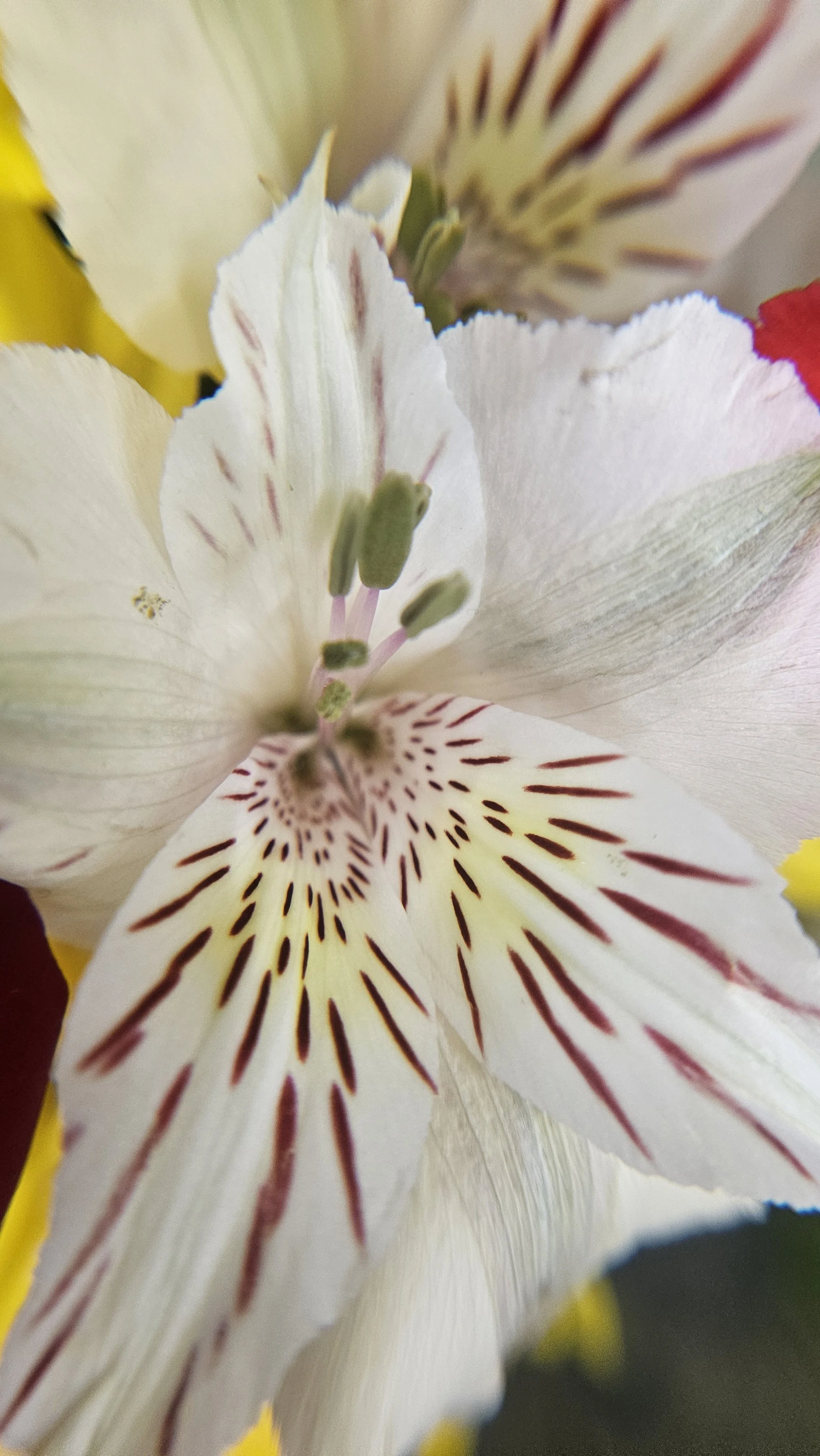 White Peruvian lily macro