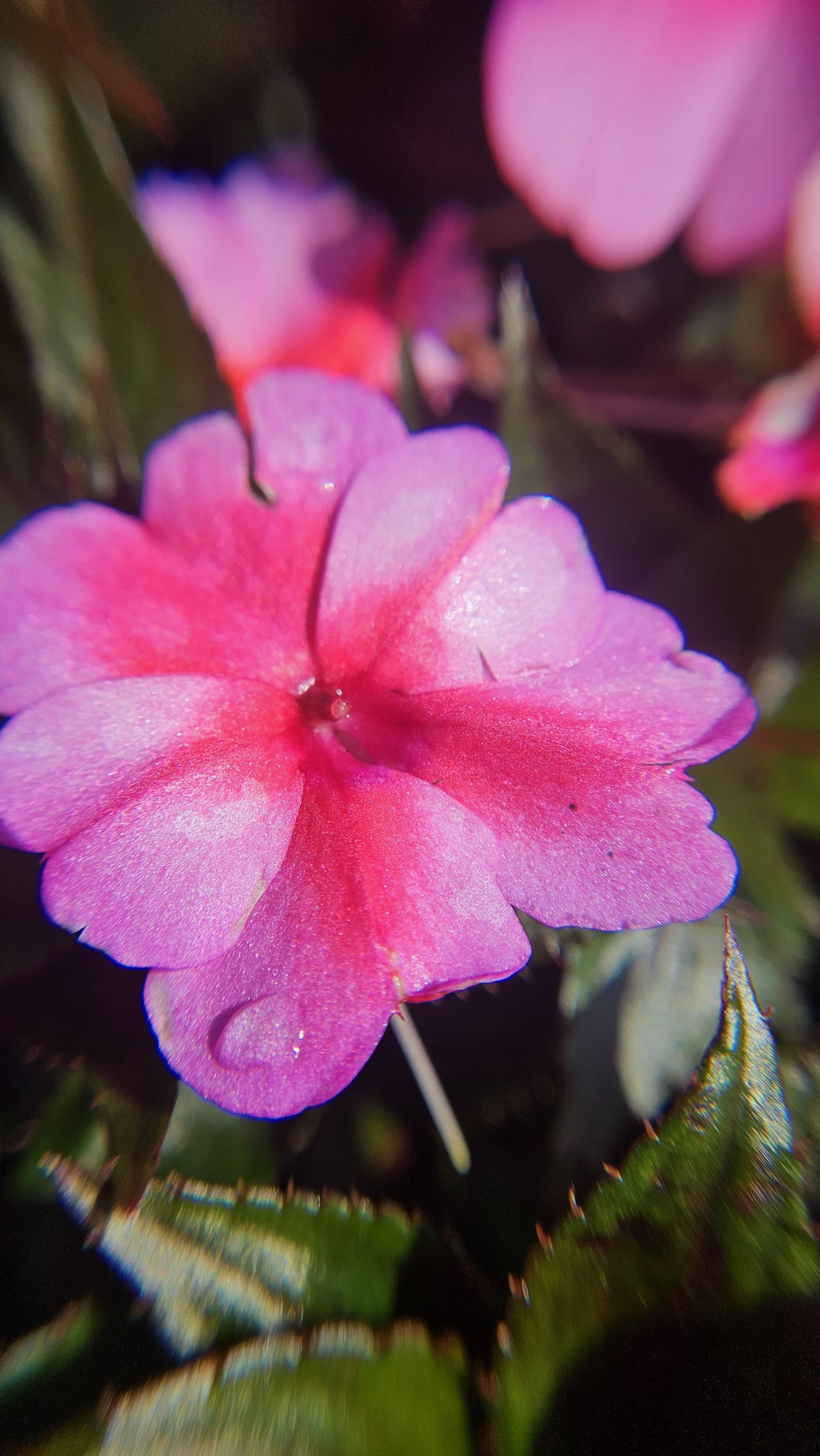 Pink SunPatiens macro 3