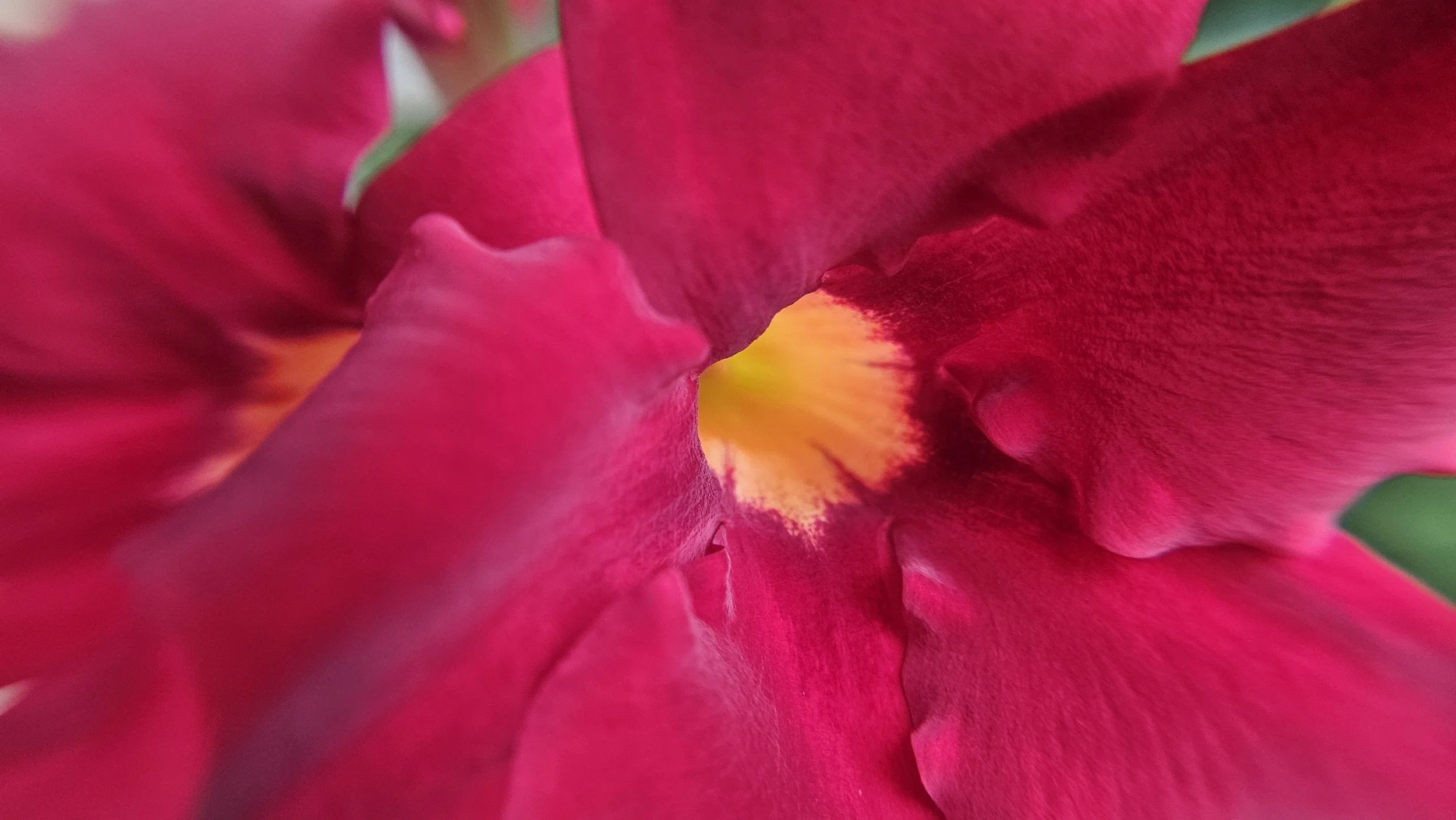 Desert rose macro 2