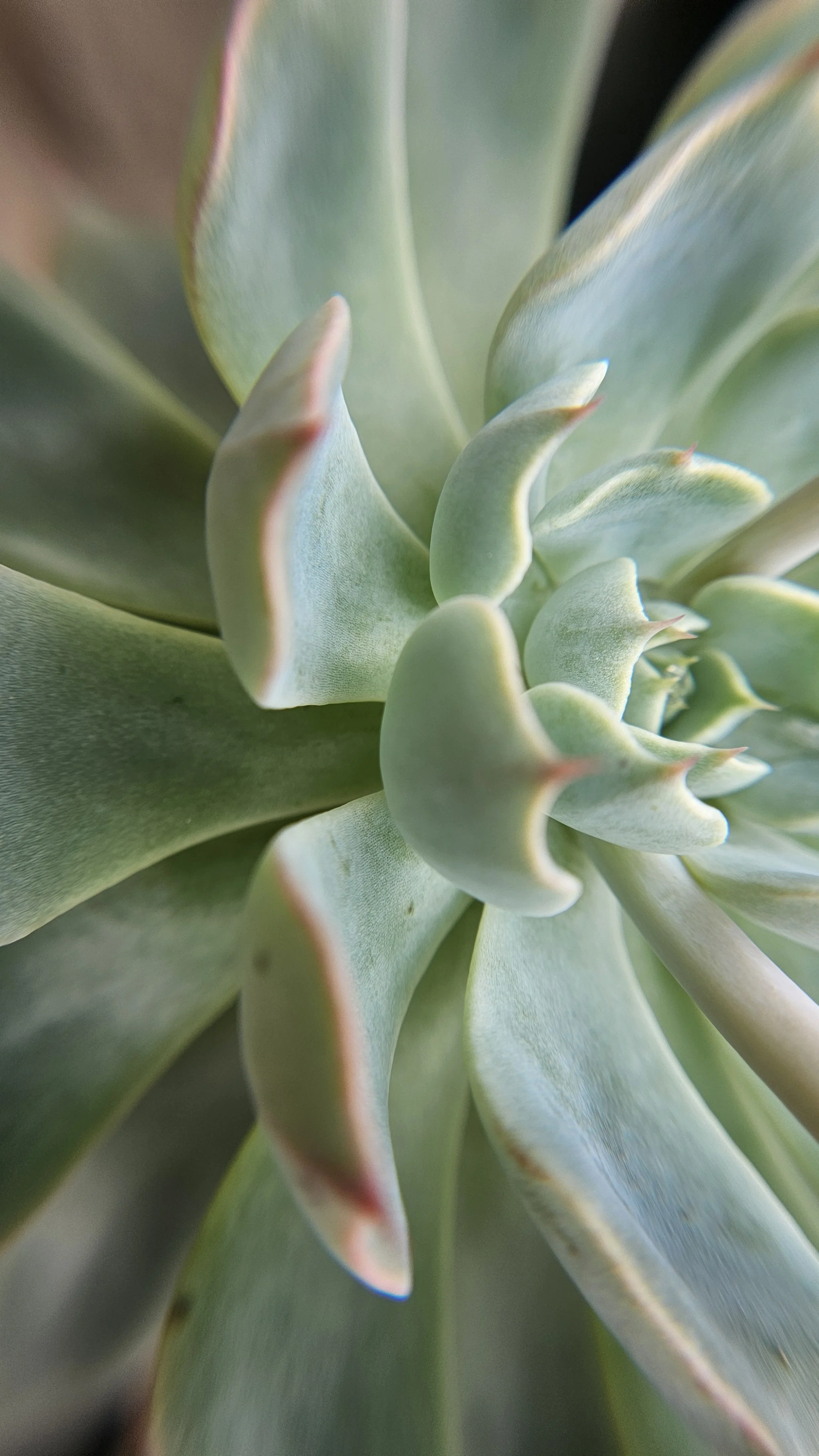 Succulent macro 1