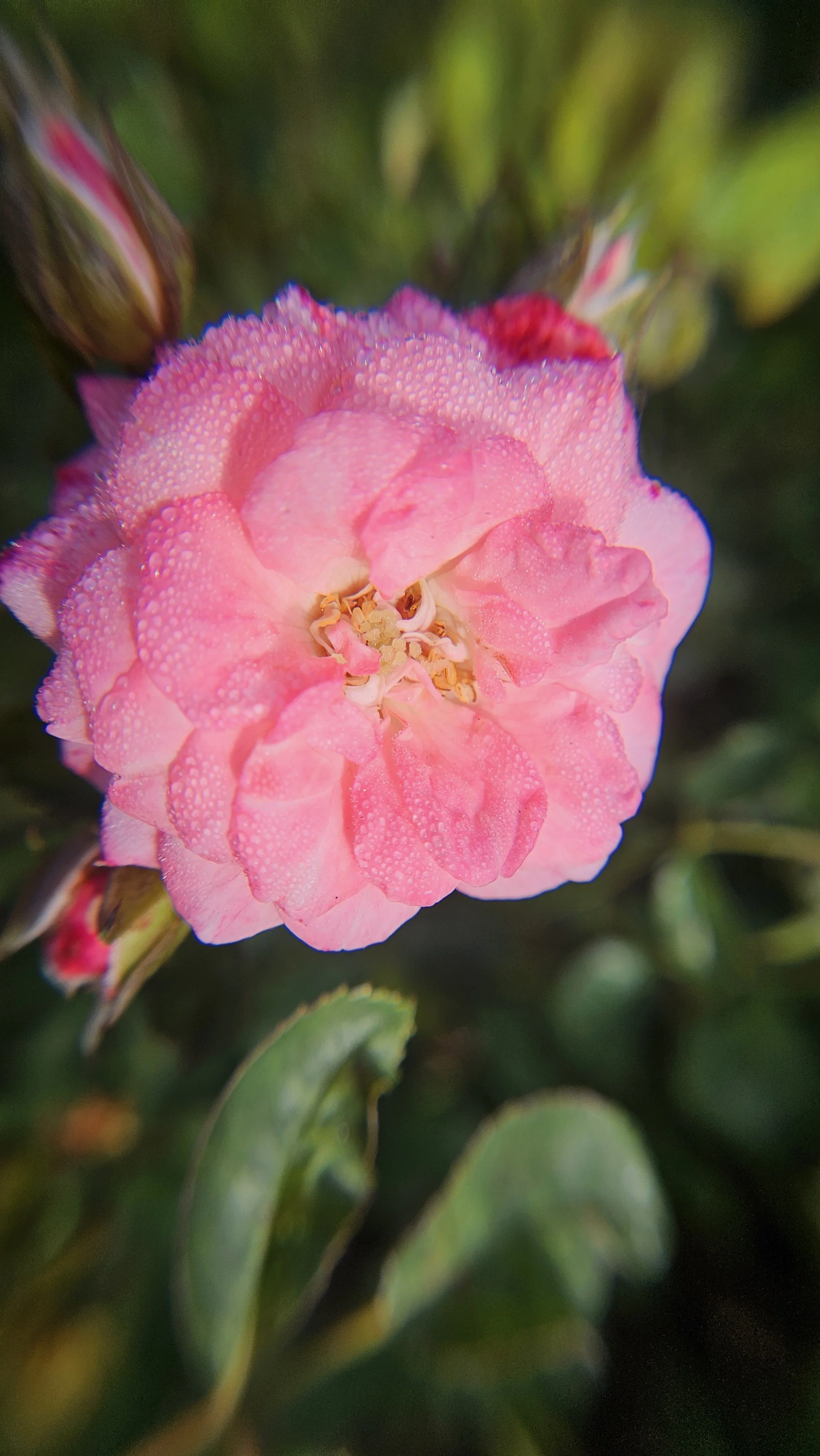 Pink rose macro