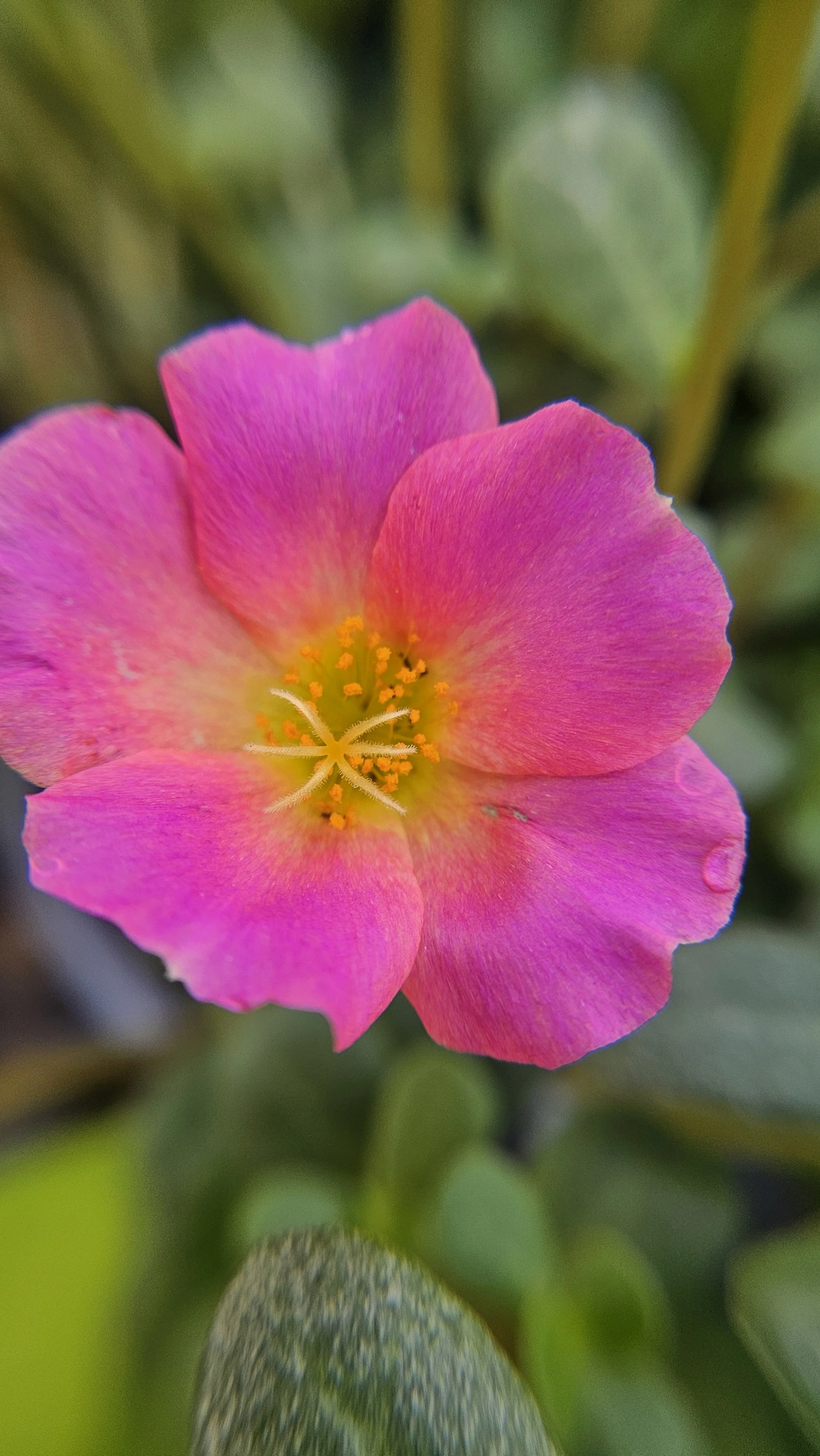 Pink Purselane macro 3