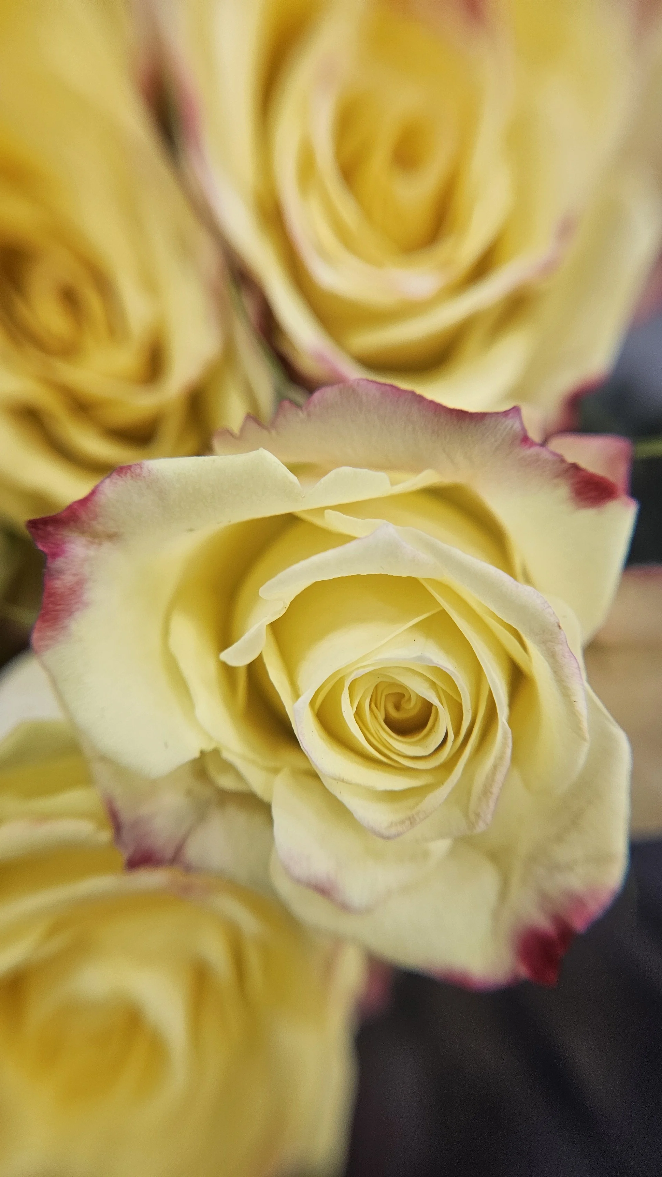 Yellow rose macro 2