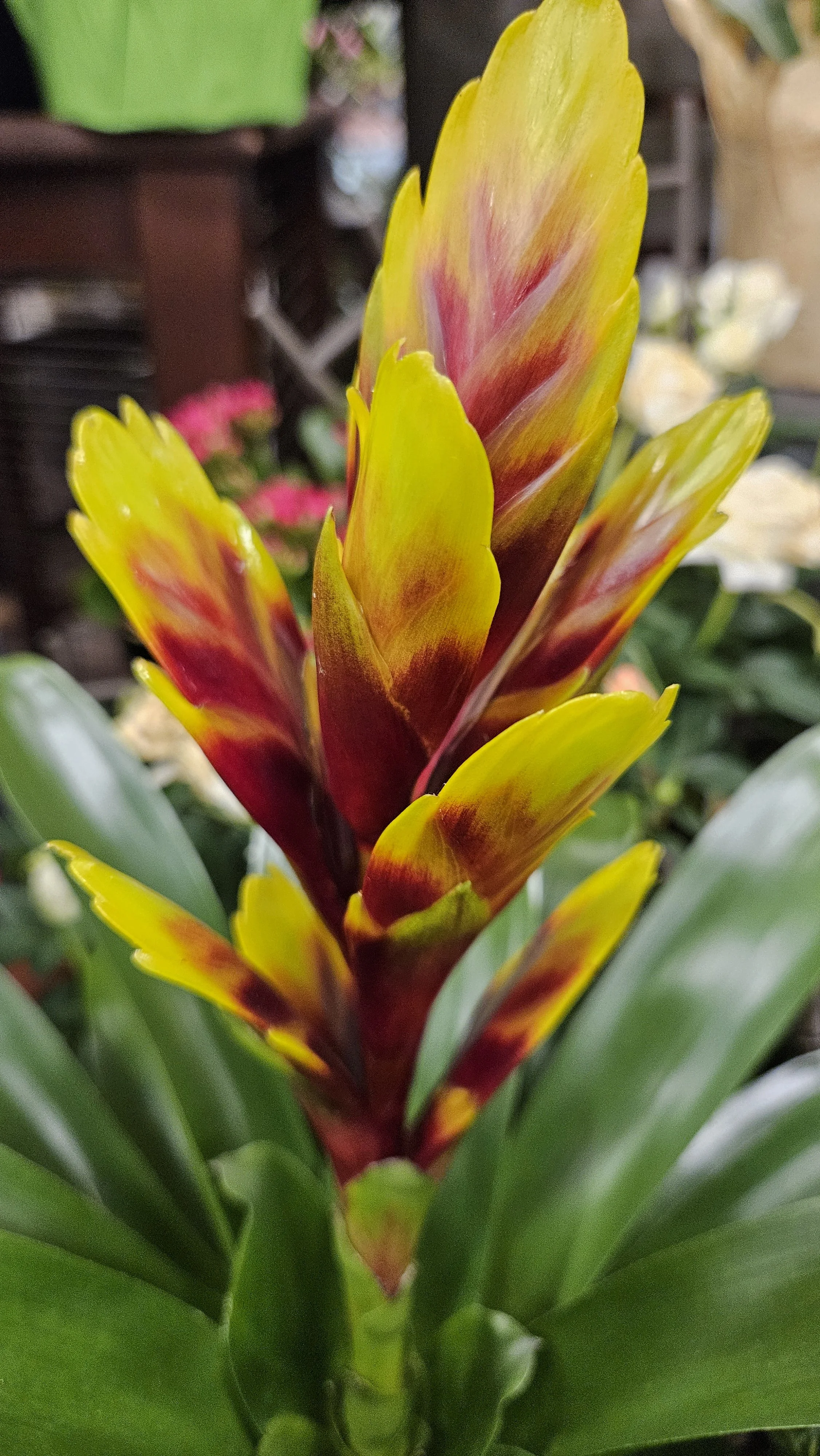 Yellow & orange Cactus flower 