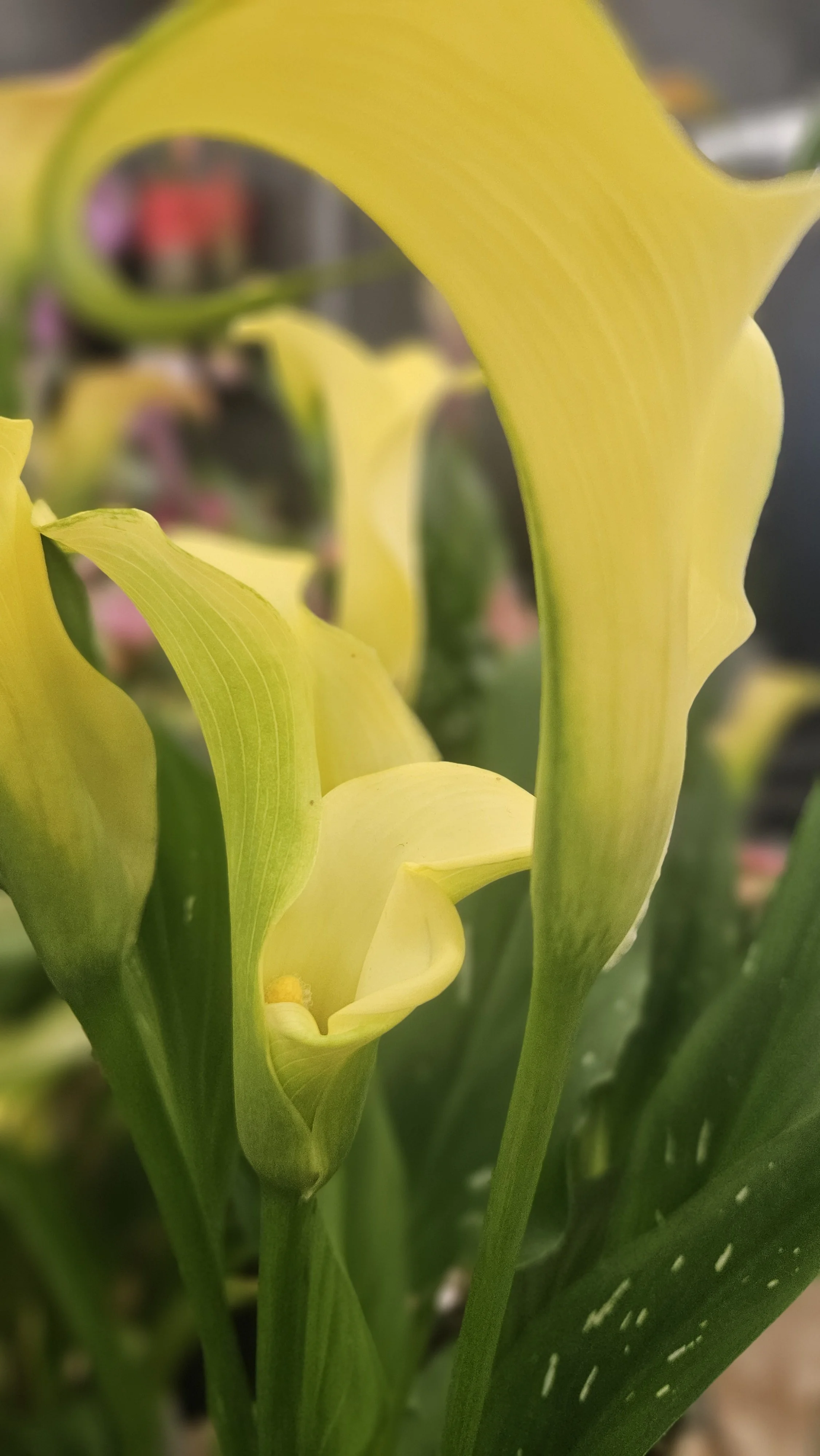 Yellow Calla Lily macro 2