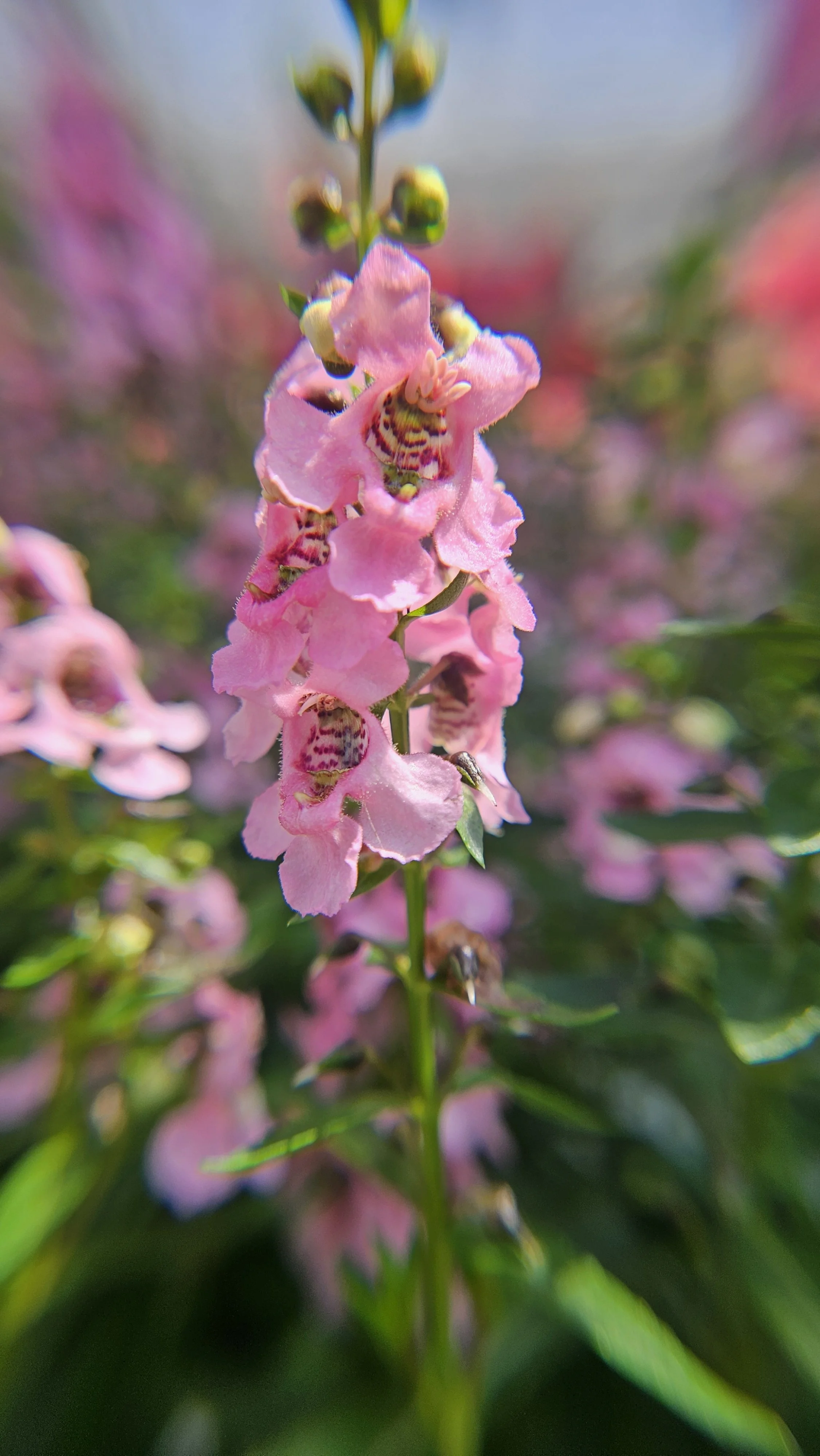 Angelonia macro