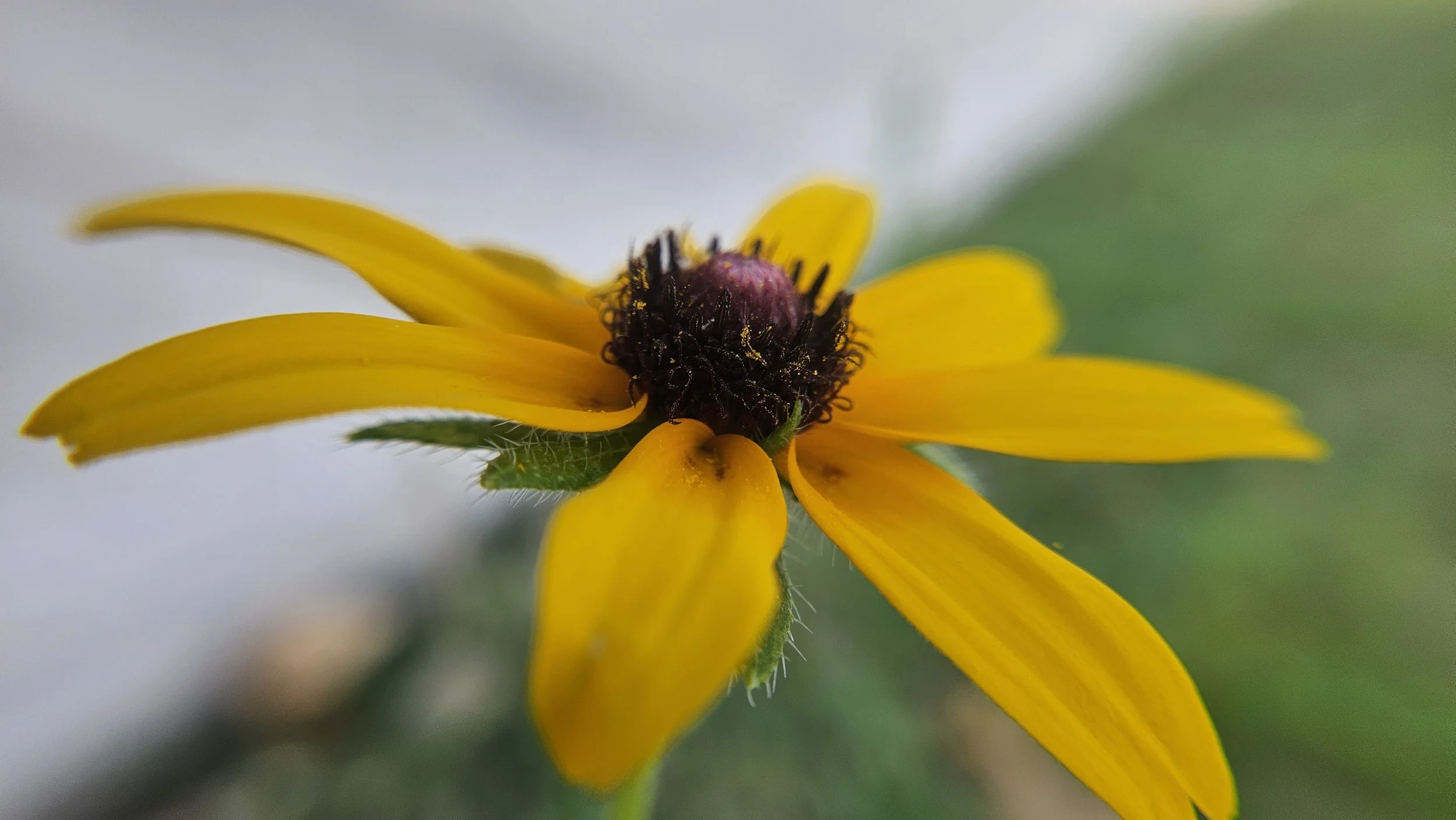 Black-Eyed Susan macro 2