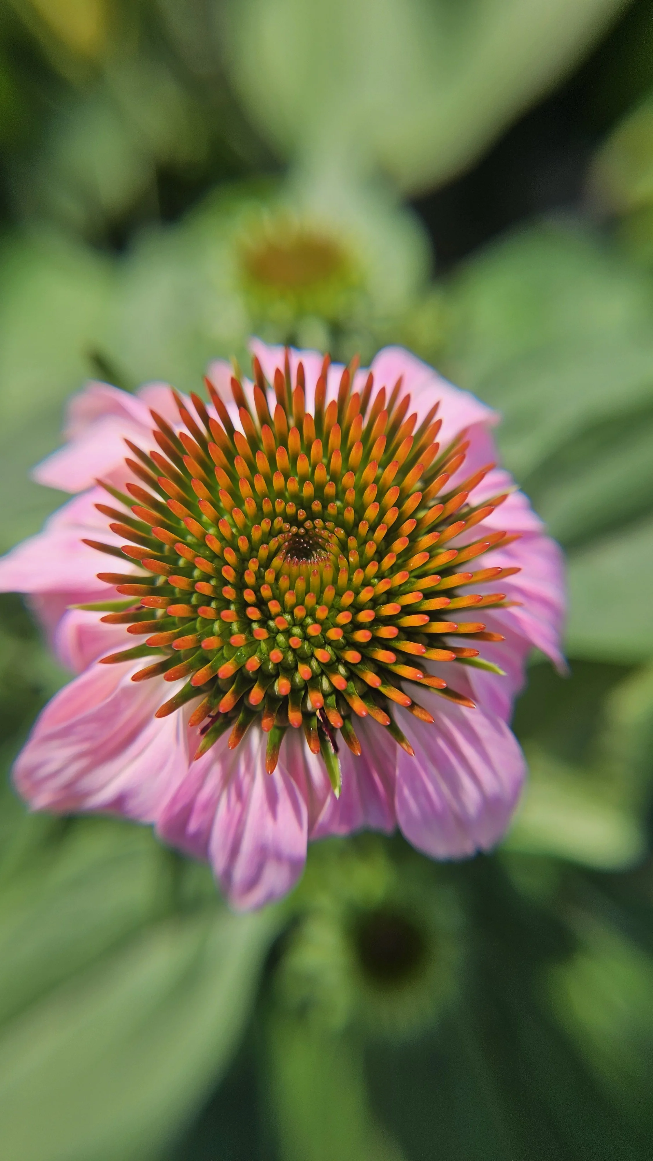 ConeFlower macro 1