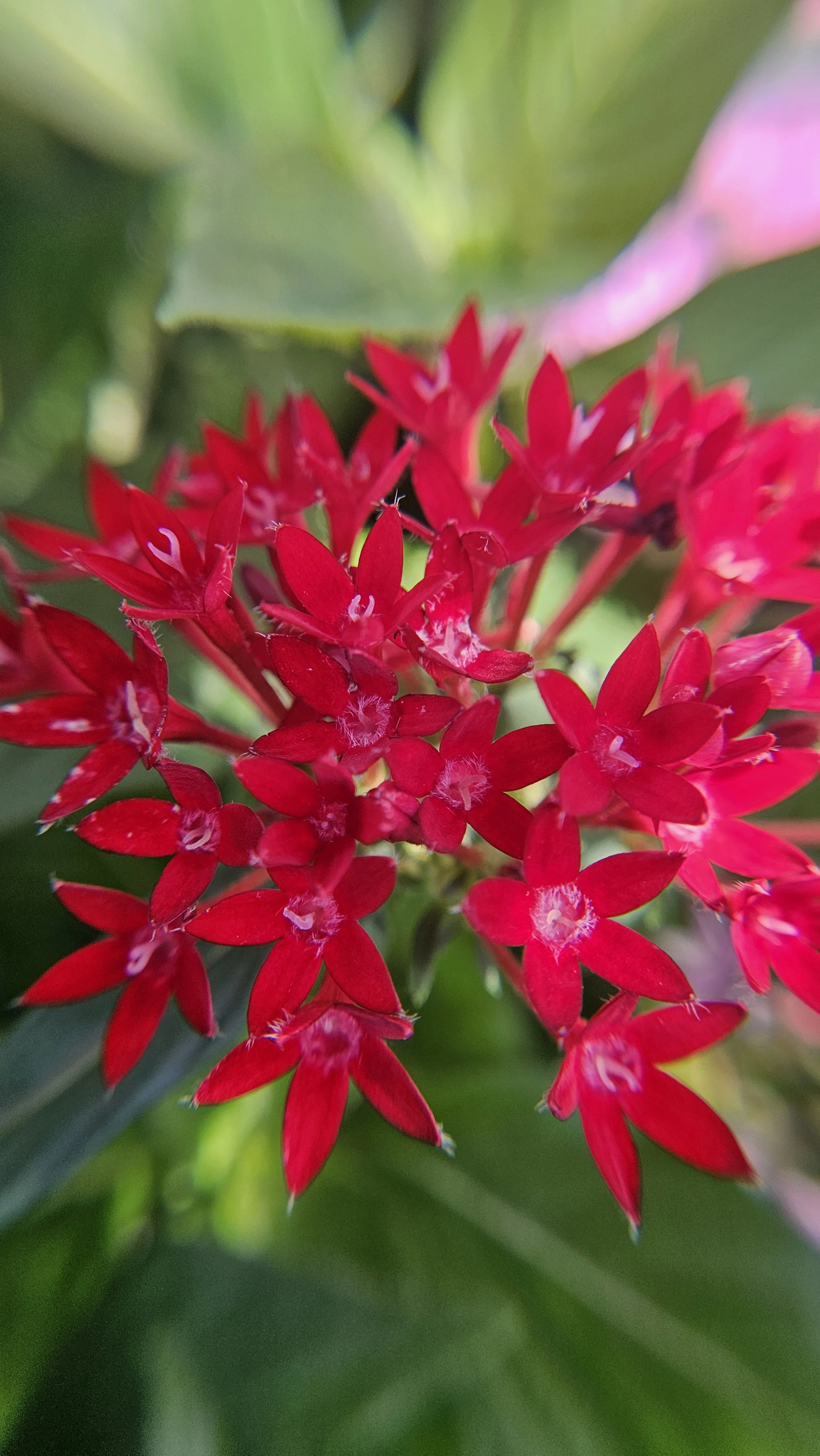 Red Penta macro