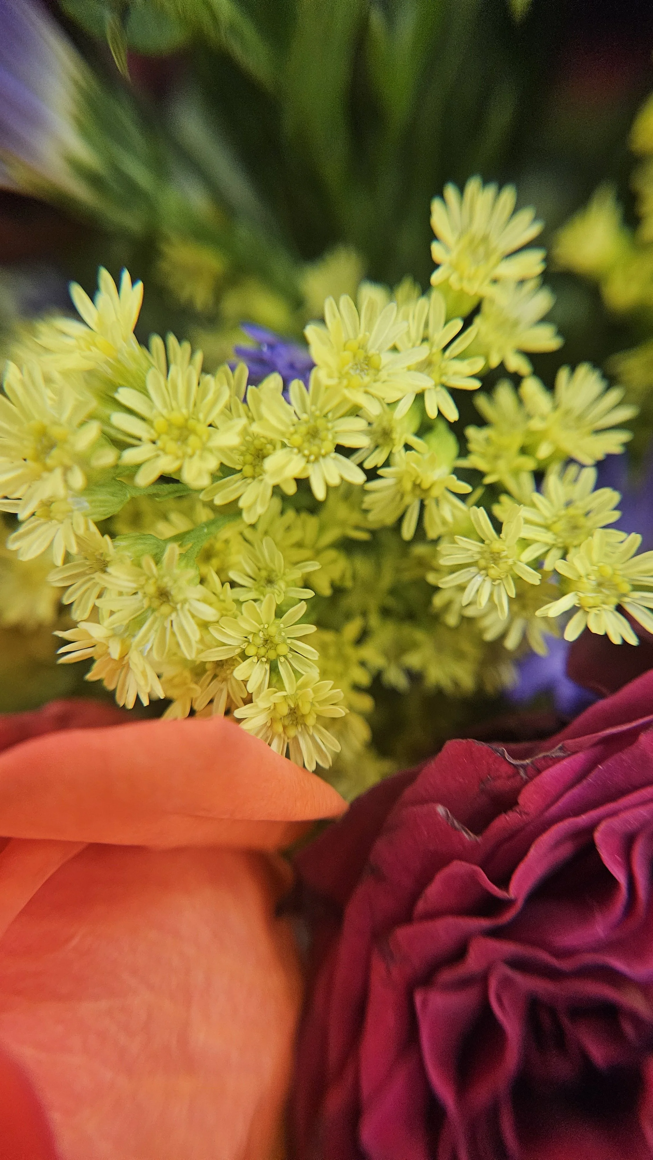 Yellow Chrysanthemum spray w/roses macro
