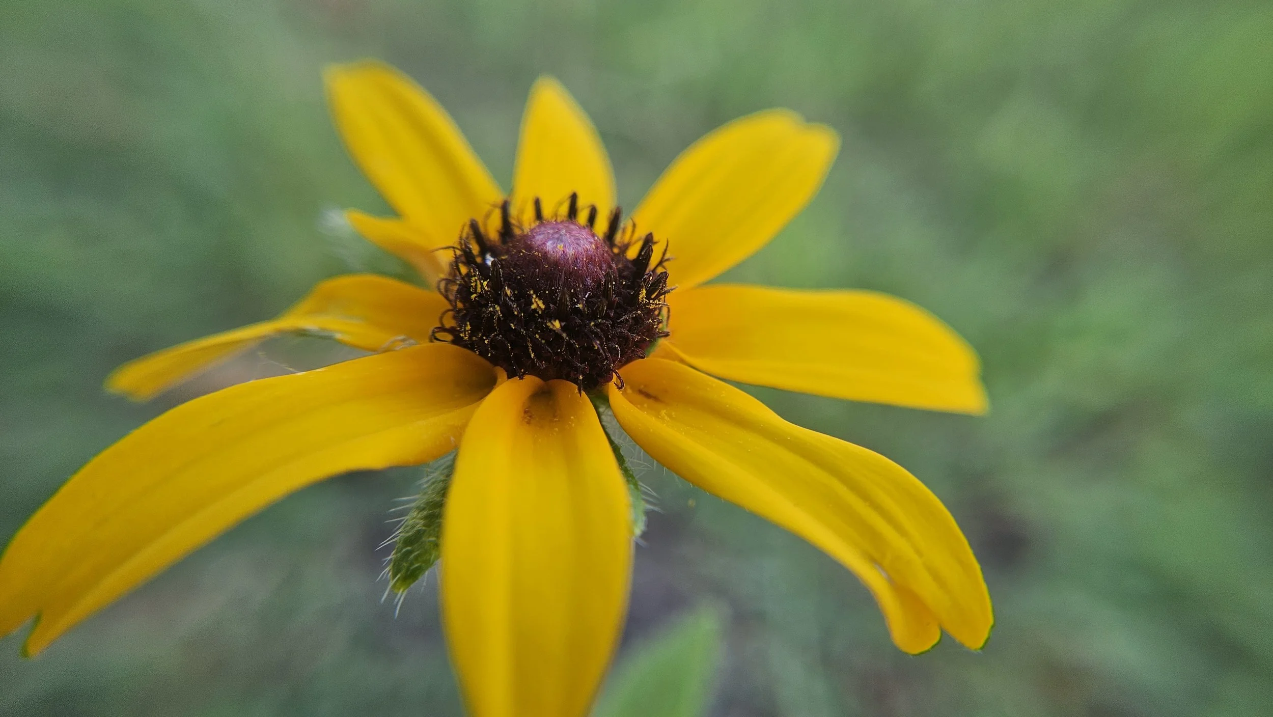 Black-Eyed Susan macro 1