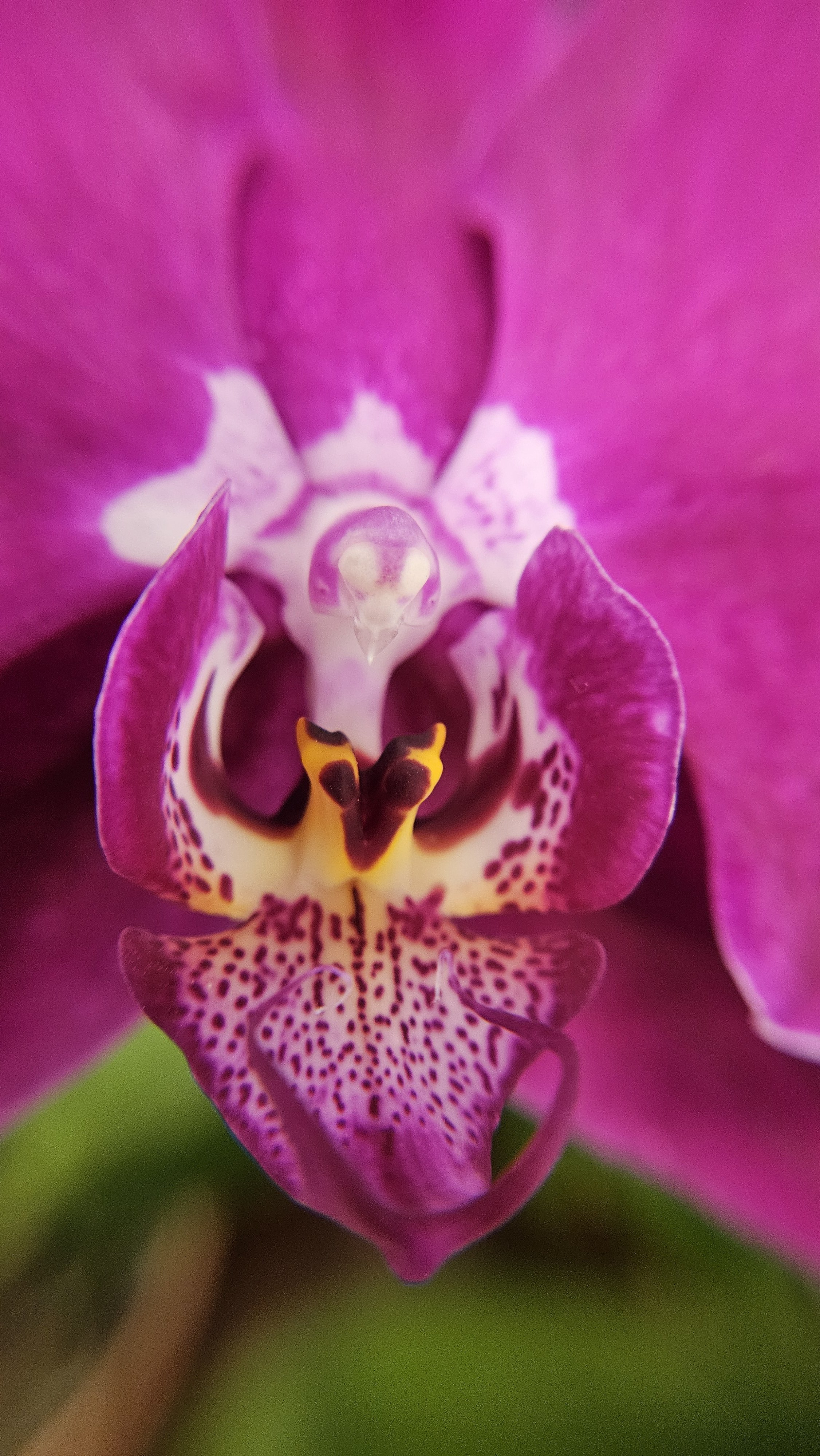Lavender Moth Orchid macro 1