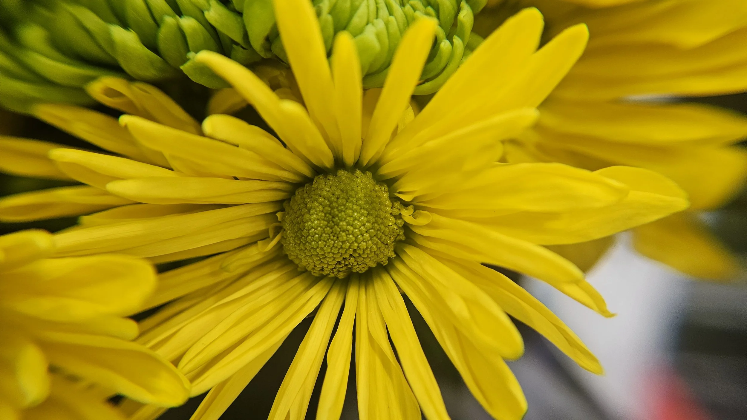 Yellow Chrysanthemum macro