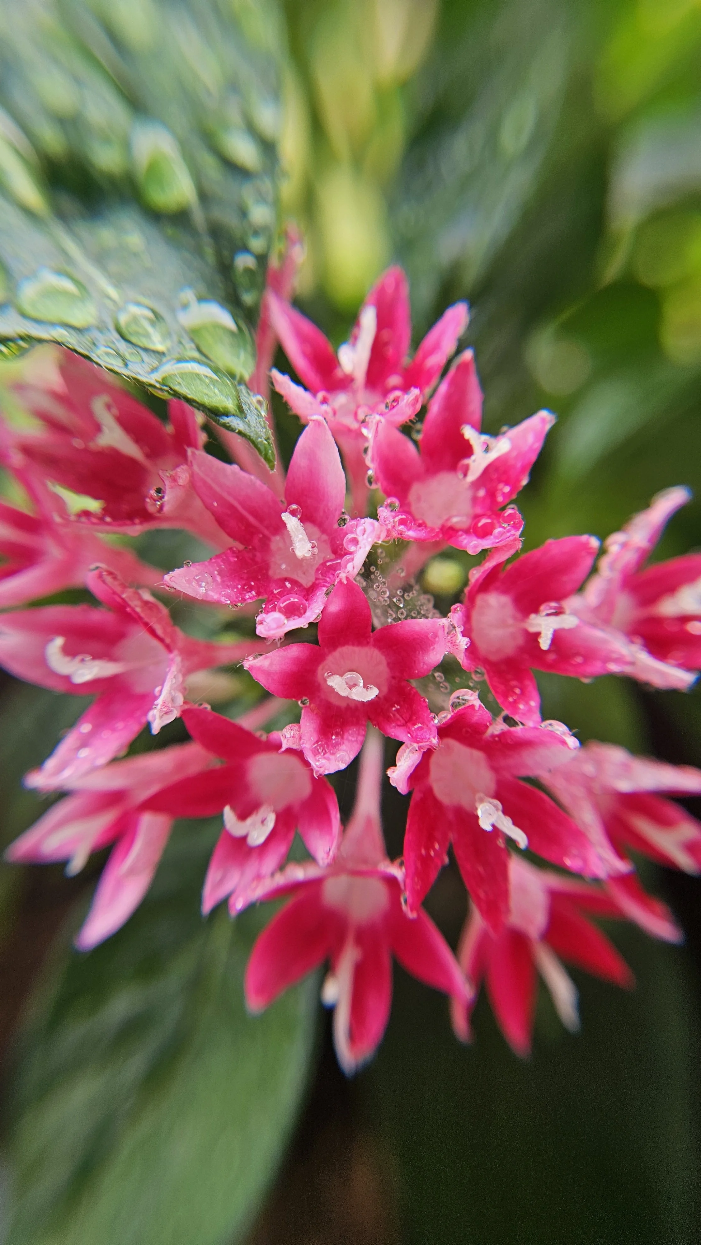 Pink Penta macro 6