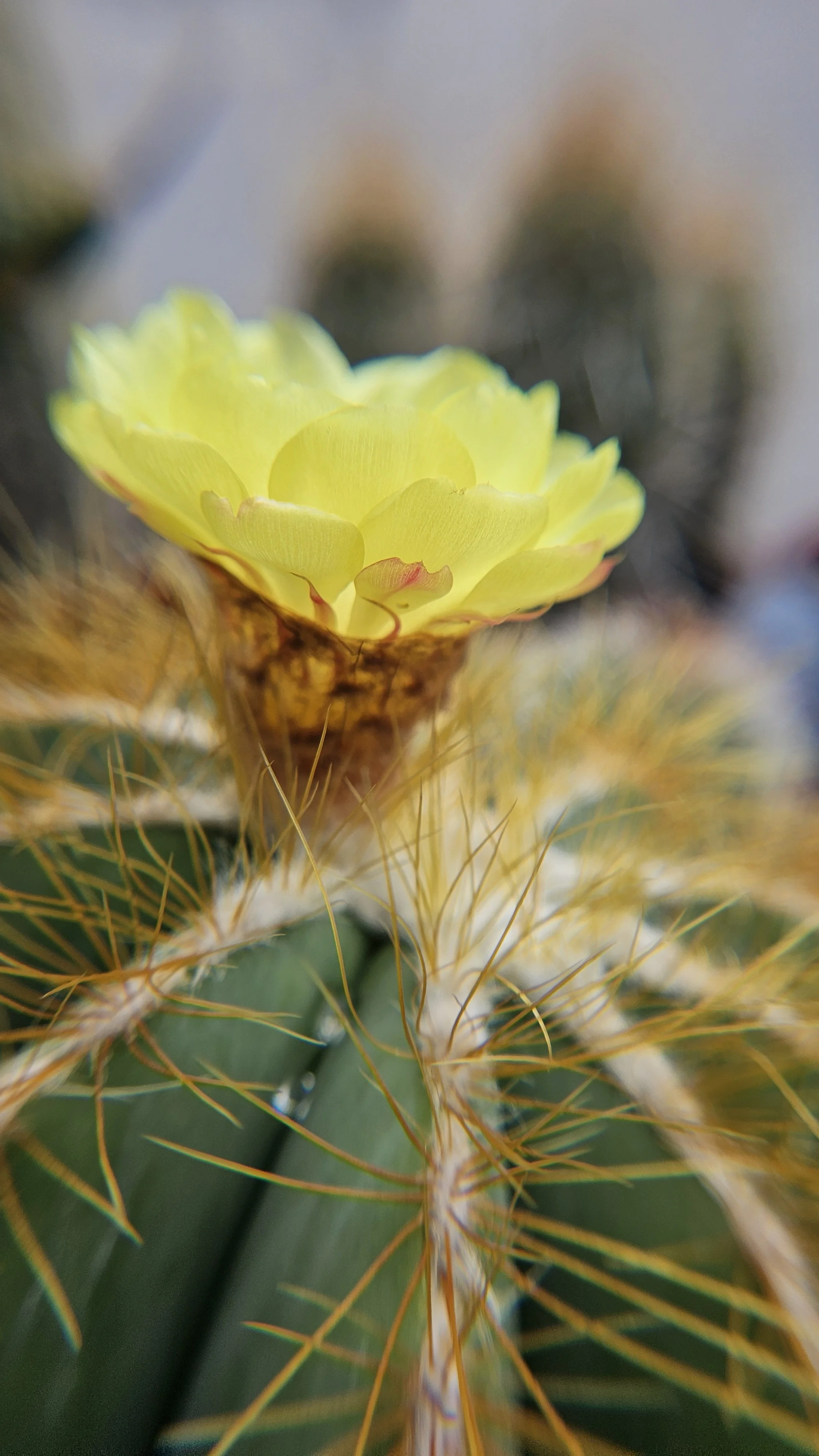 Yellow Cactus flower macro 1