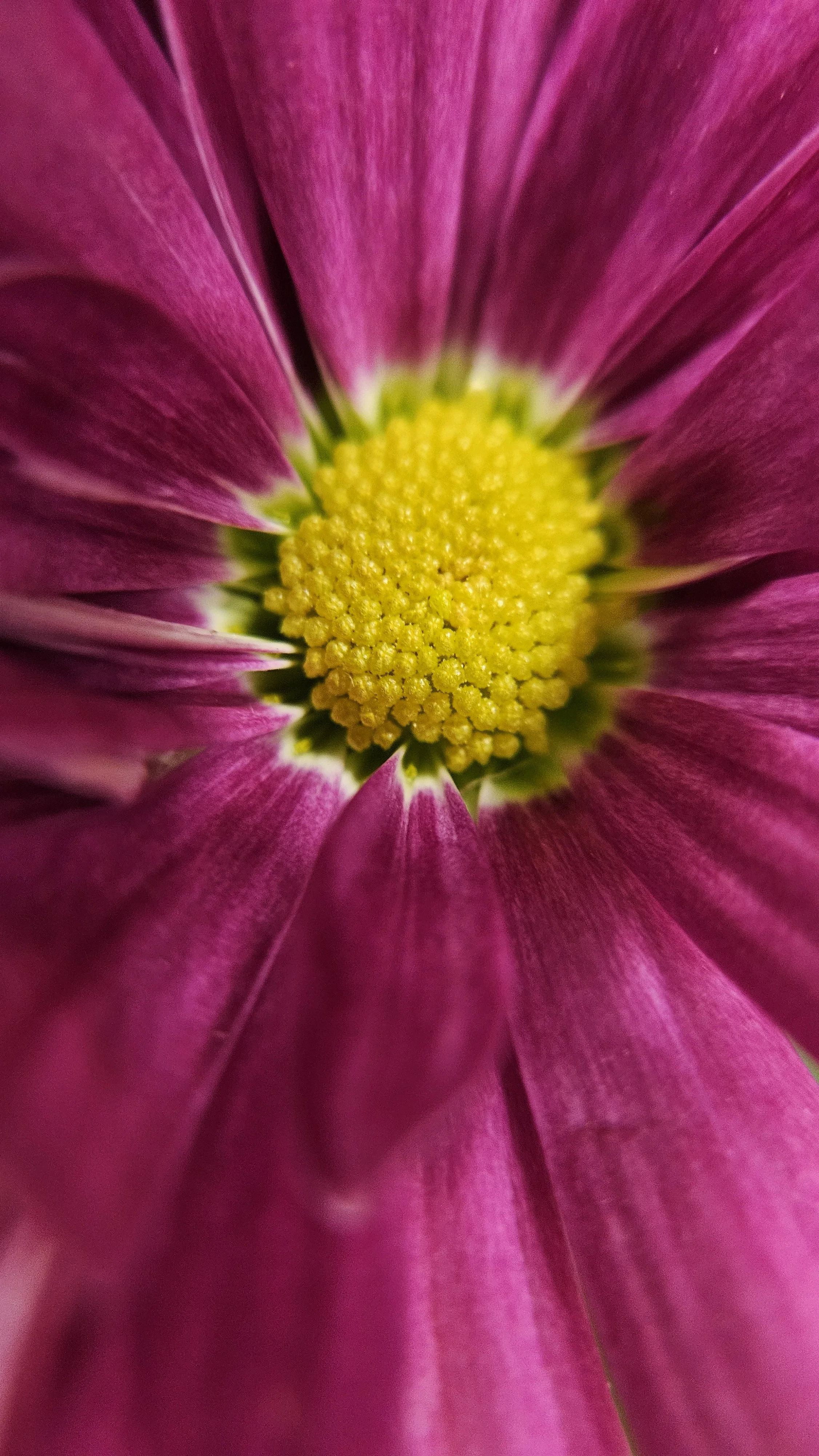 Pink Zinnia macro 1