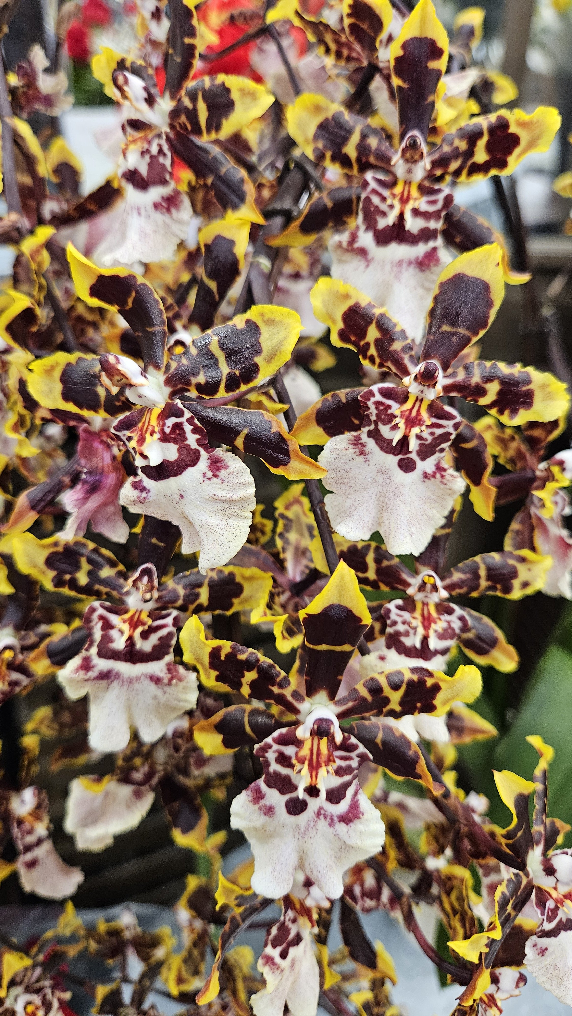 Tiger orchids