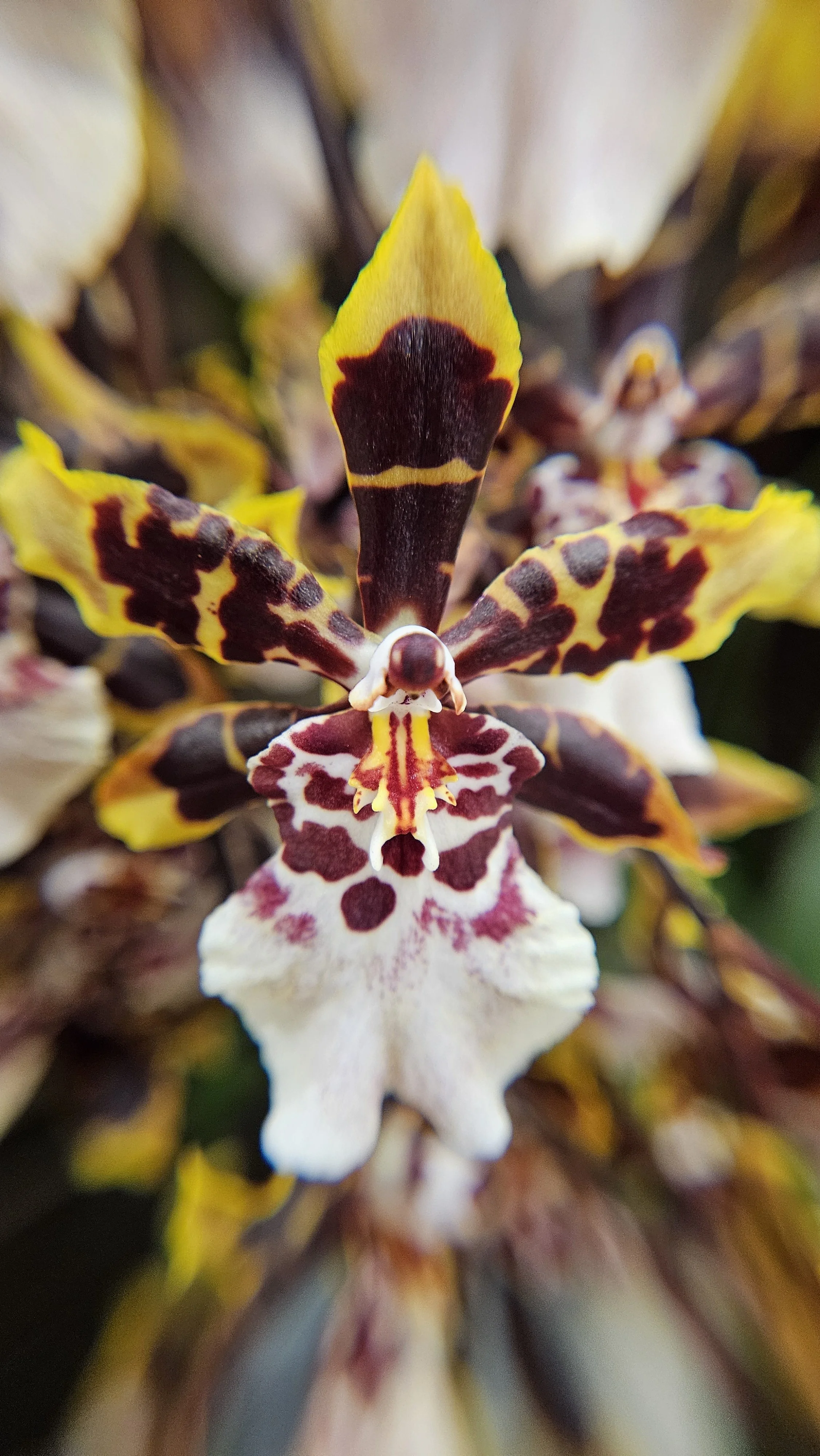 Tiger orchid macro